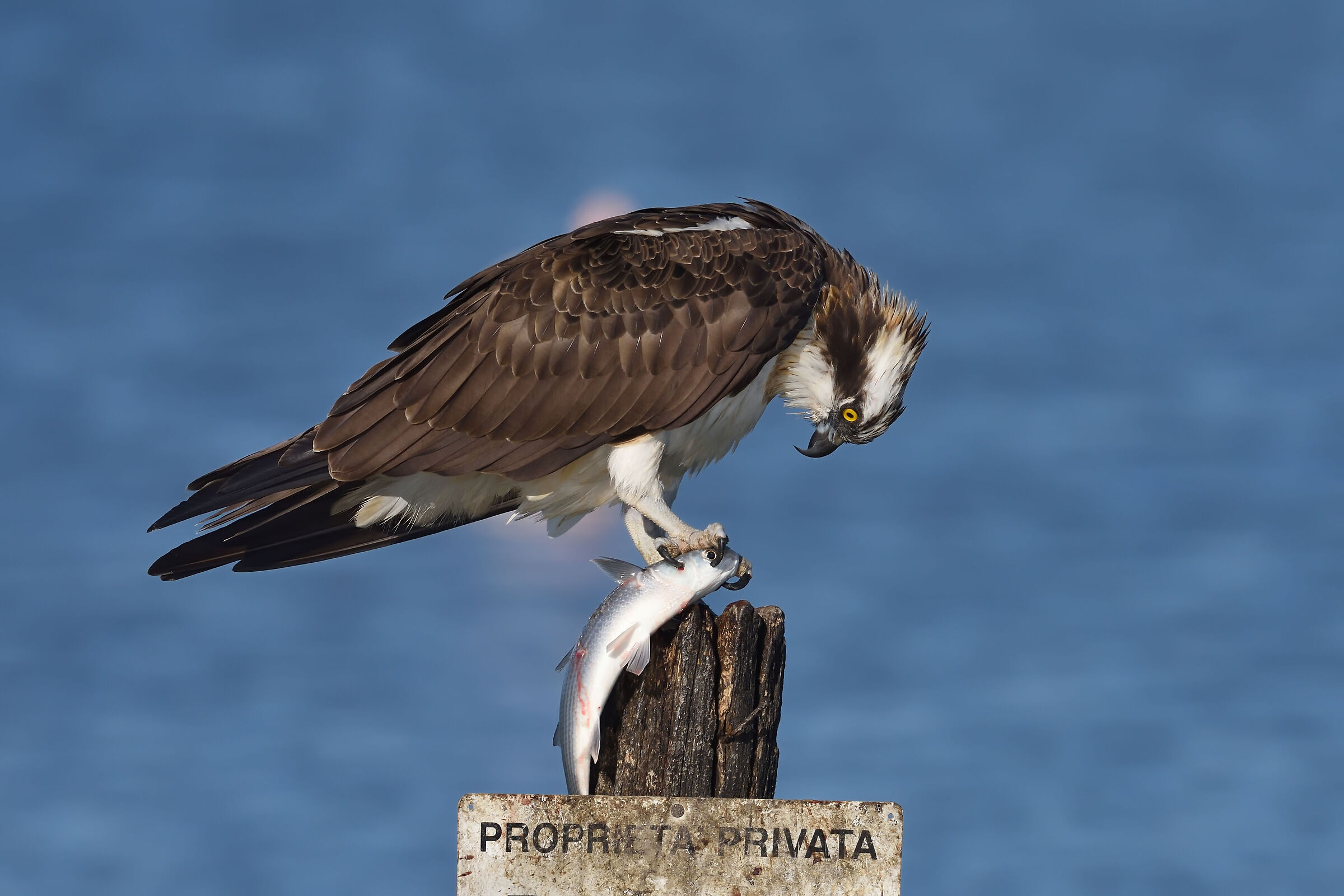 Osprey