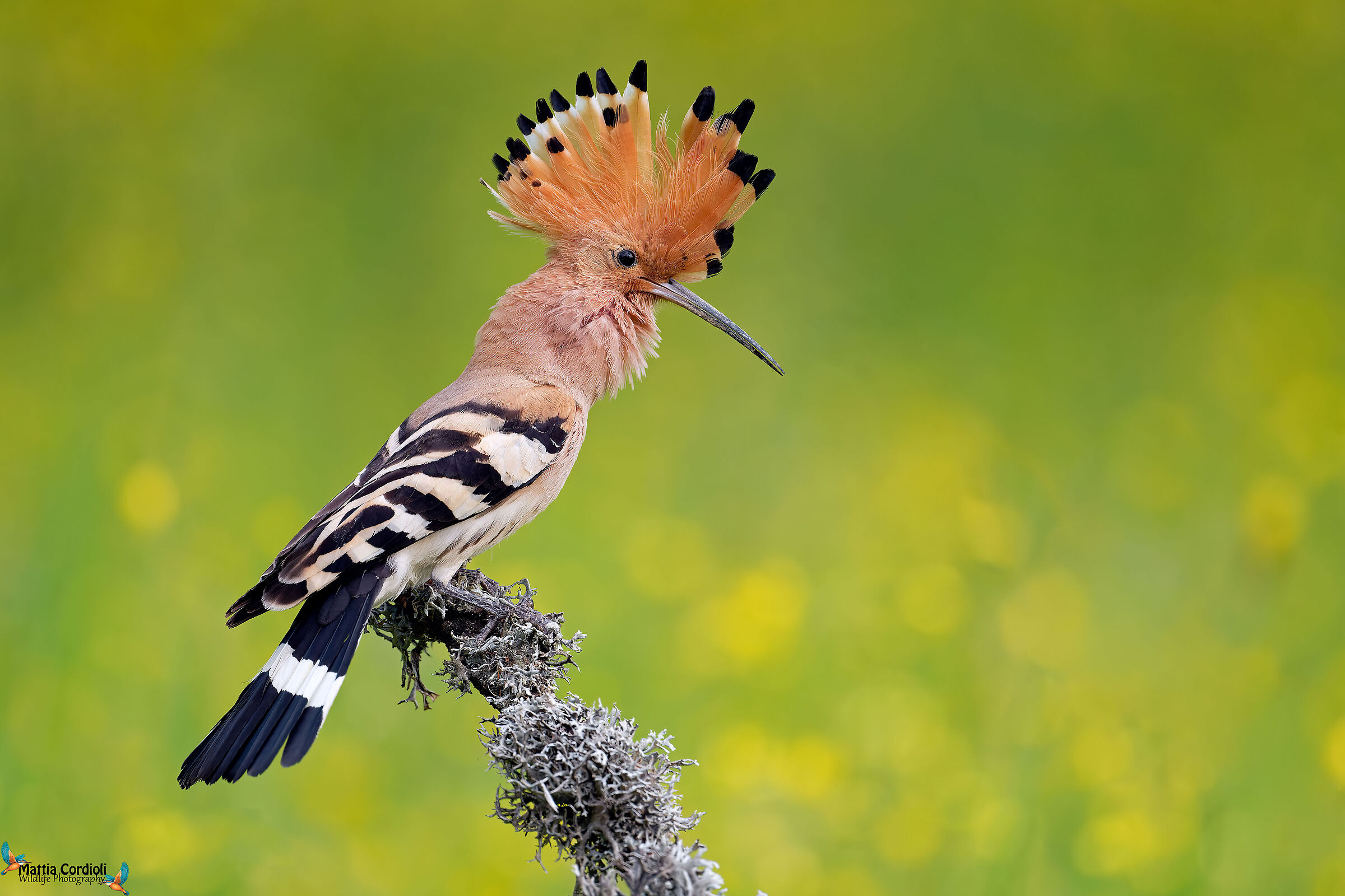 Male Hoopoe
