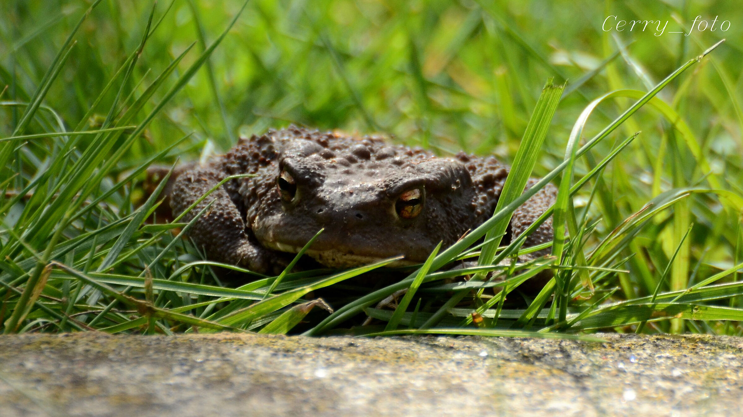 Sleeping toad