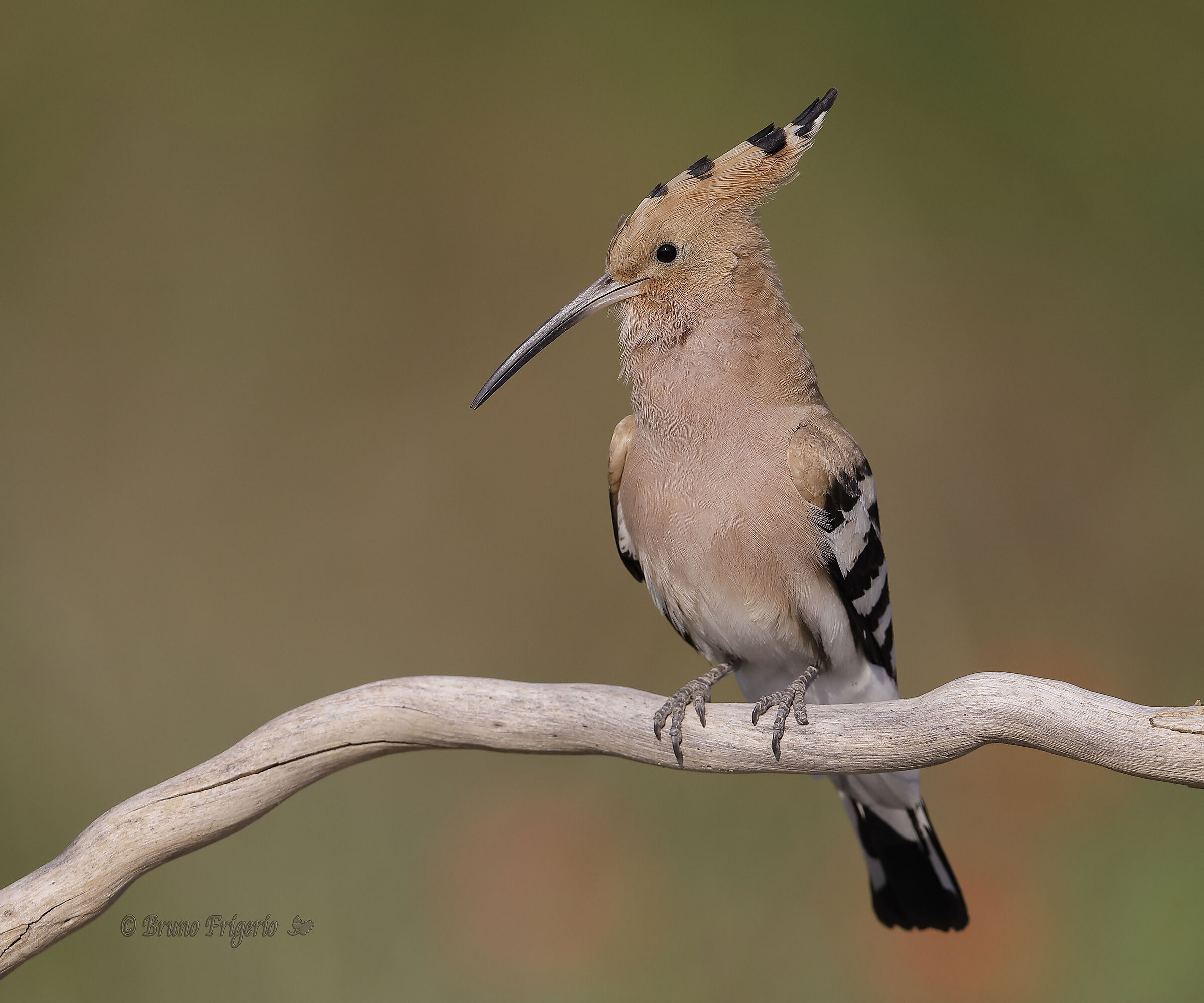 HOOPOE