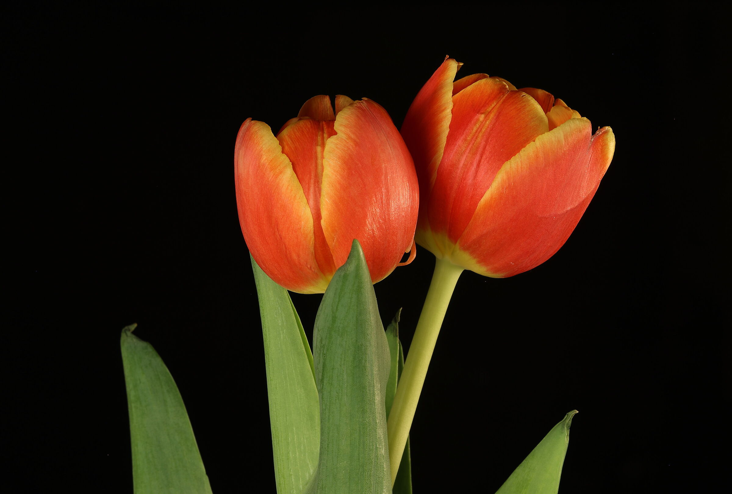 Tulips