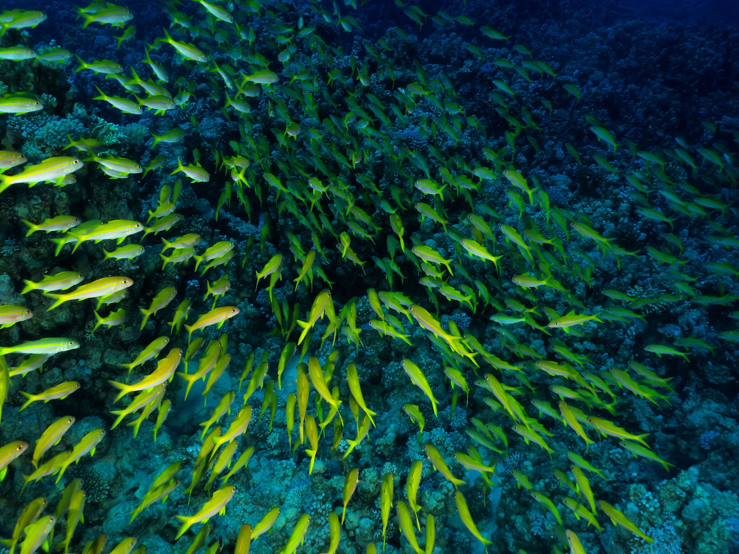 Marsa Alam