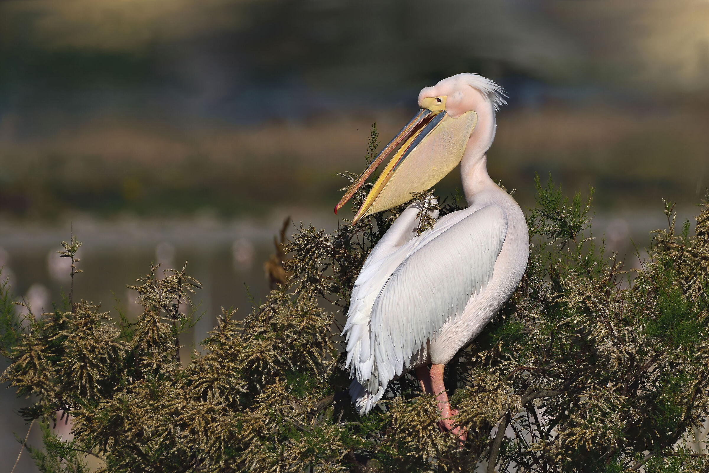 Pelican