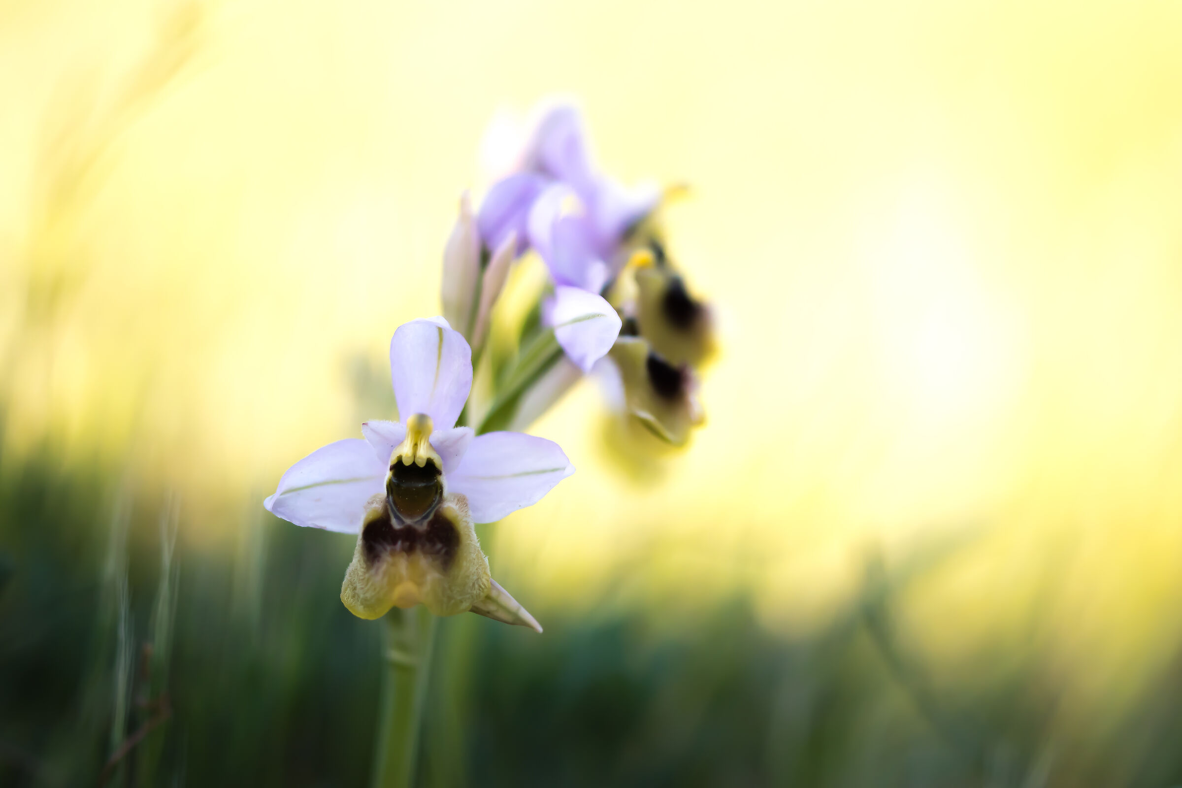 Ophrys tenthredinifera