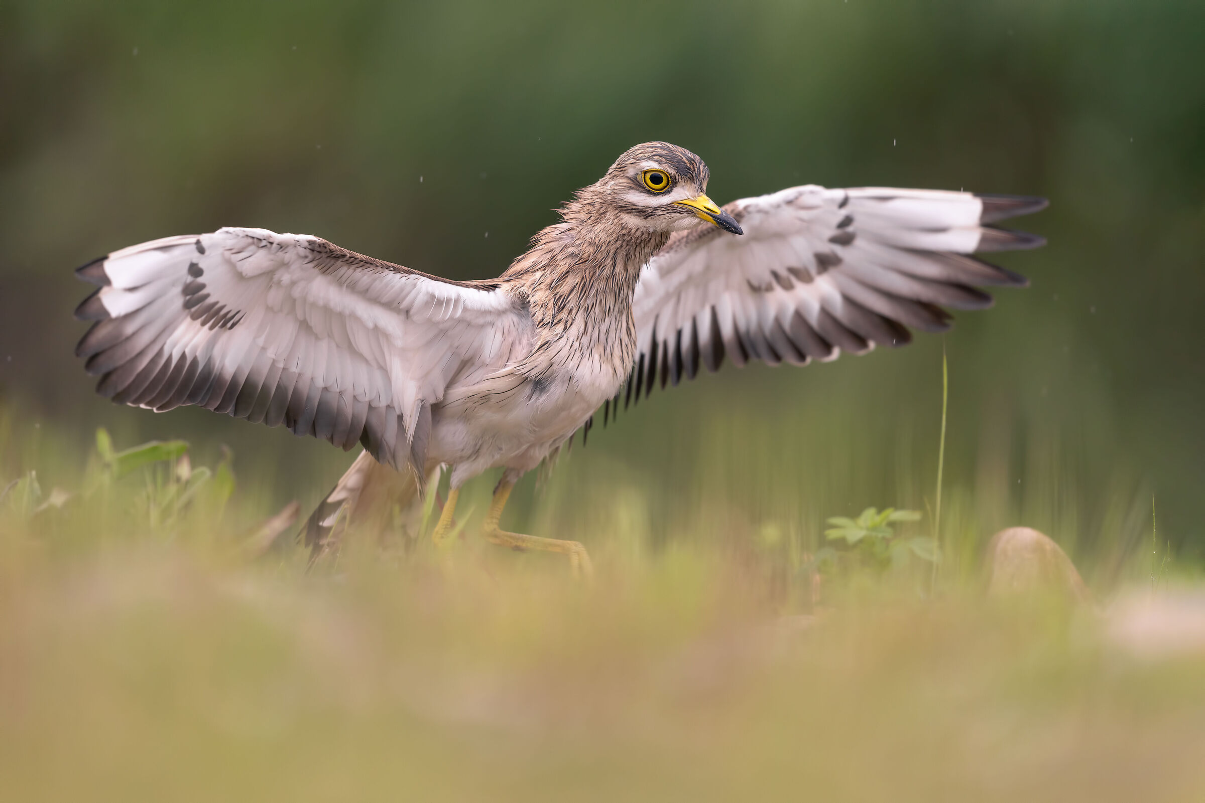 Sussurrando agli occhioni
