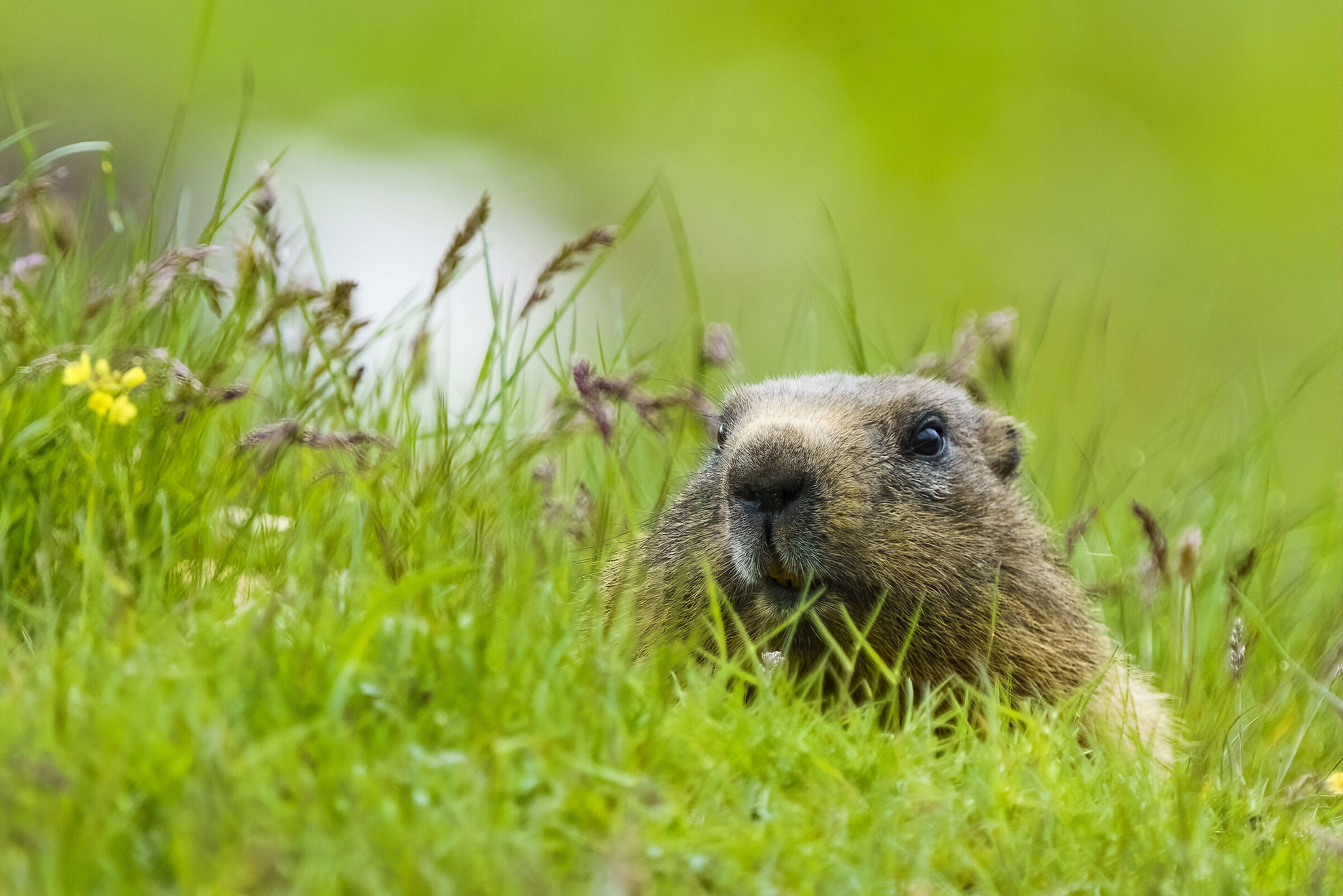 Montasio plateau marmot