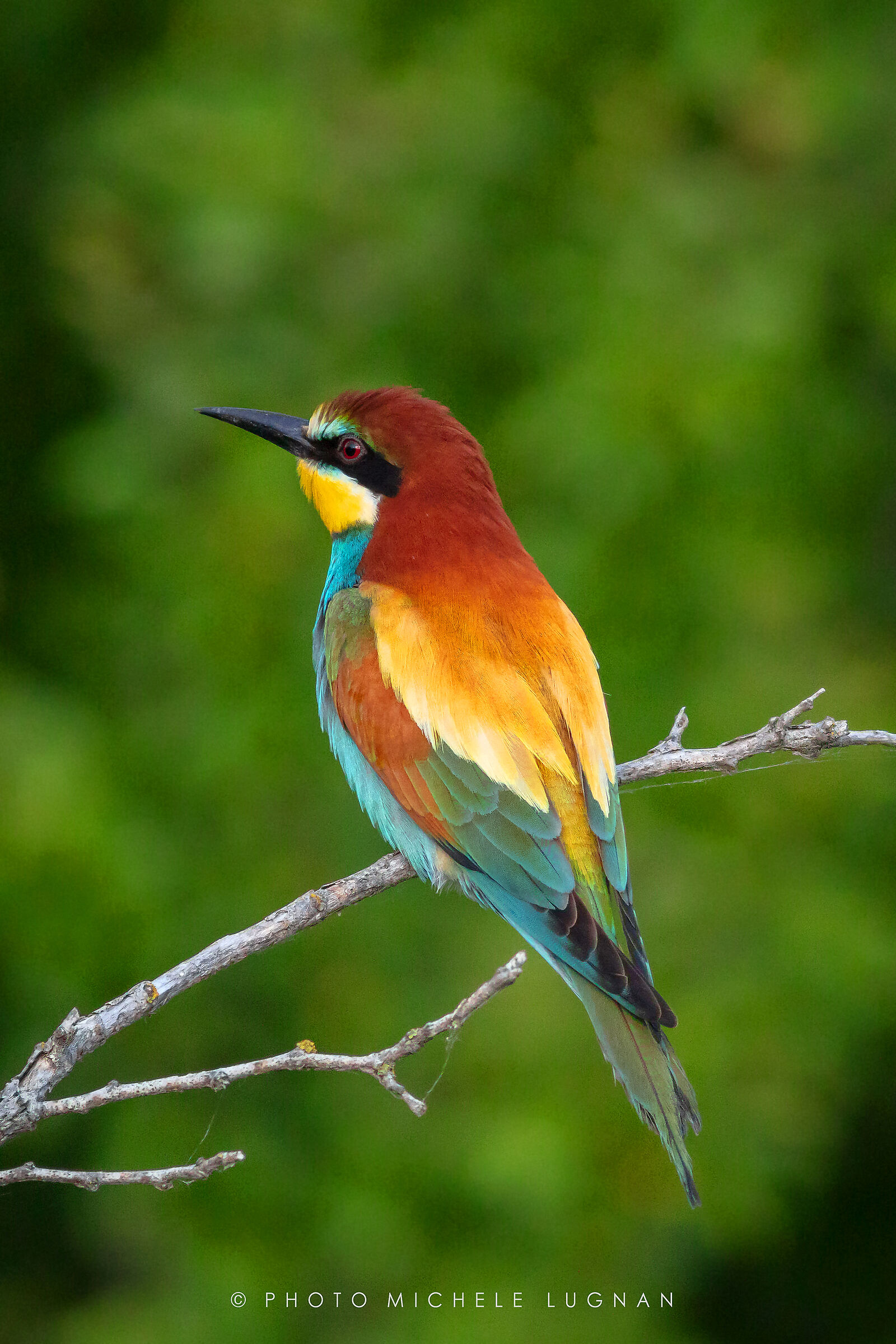Merops apiaster