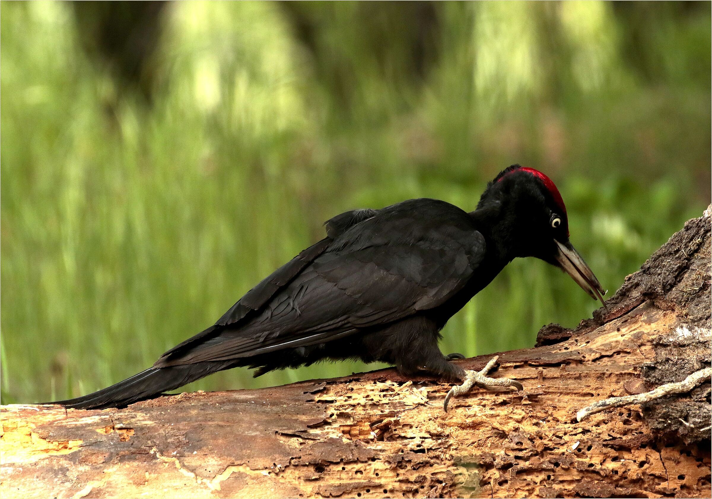 '' Black woodpecker ''