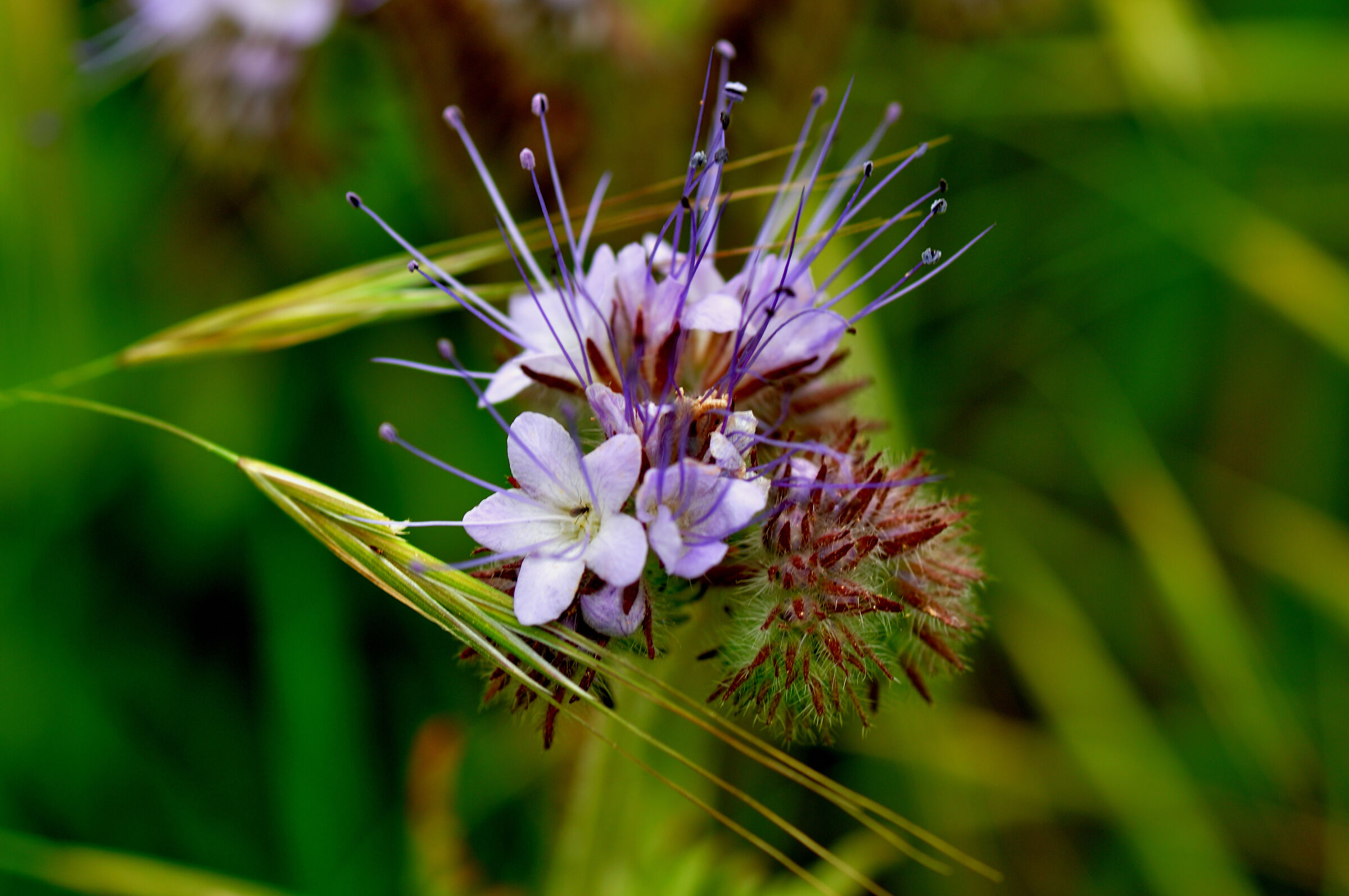 Phacelia tanacetifolia