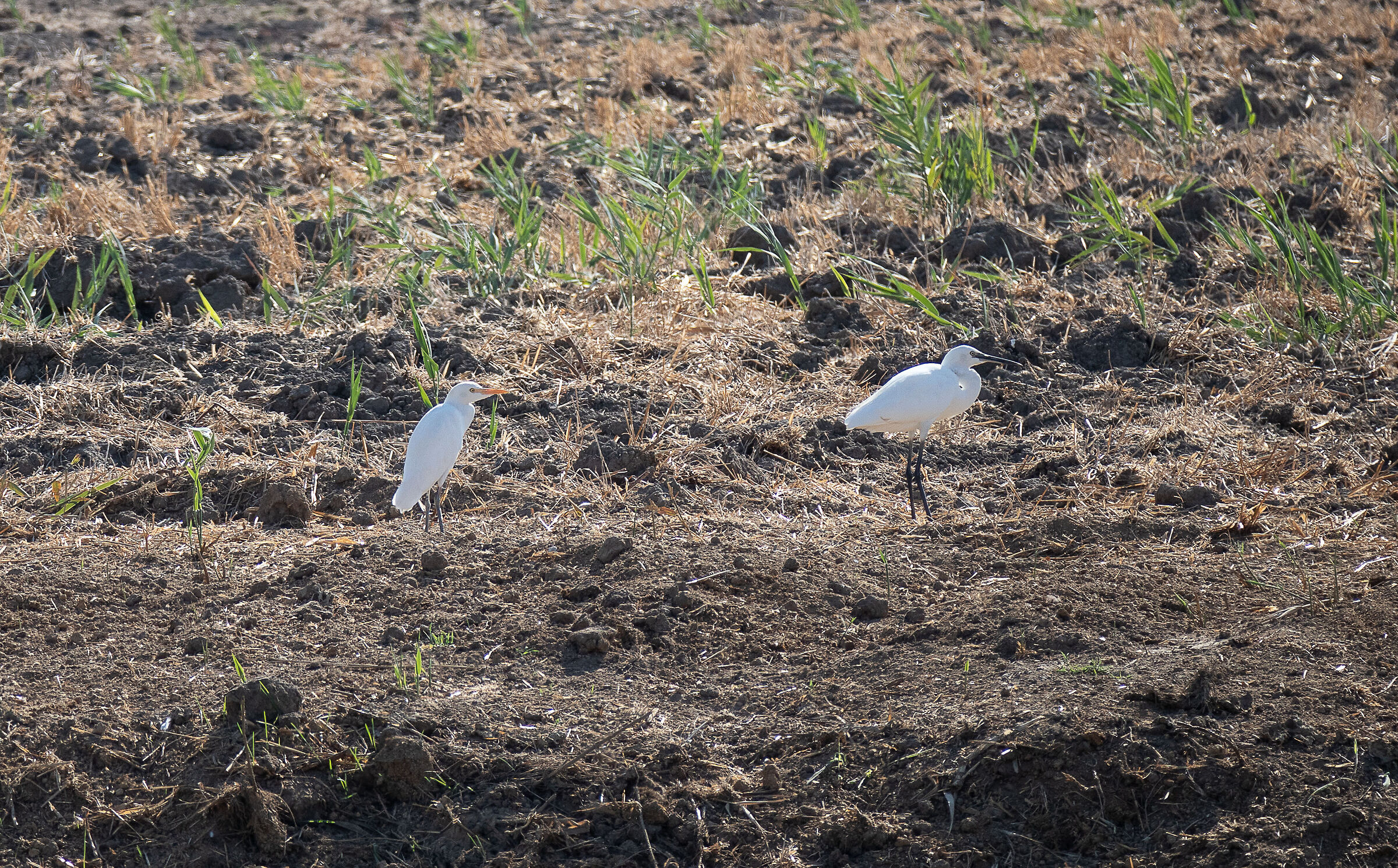 Birdlife, Coltano Natural Park