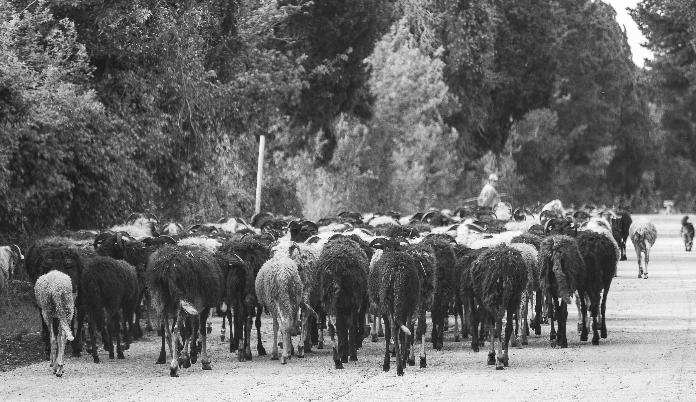 The flocks of sheep of the natural park of Coltano