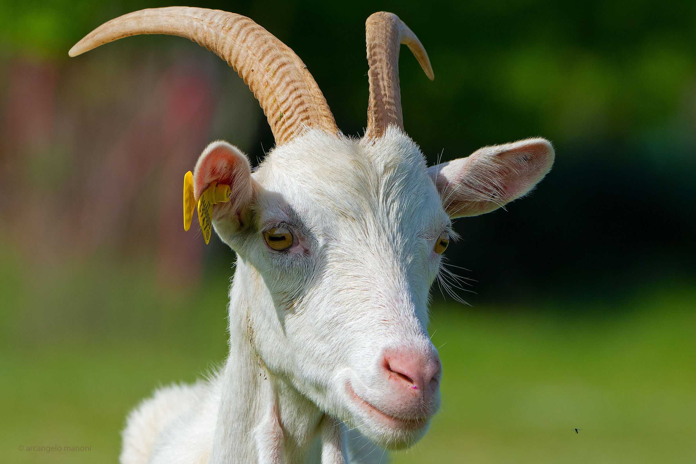 THE WHITE GOAT AND THE MIDGE