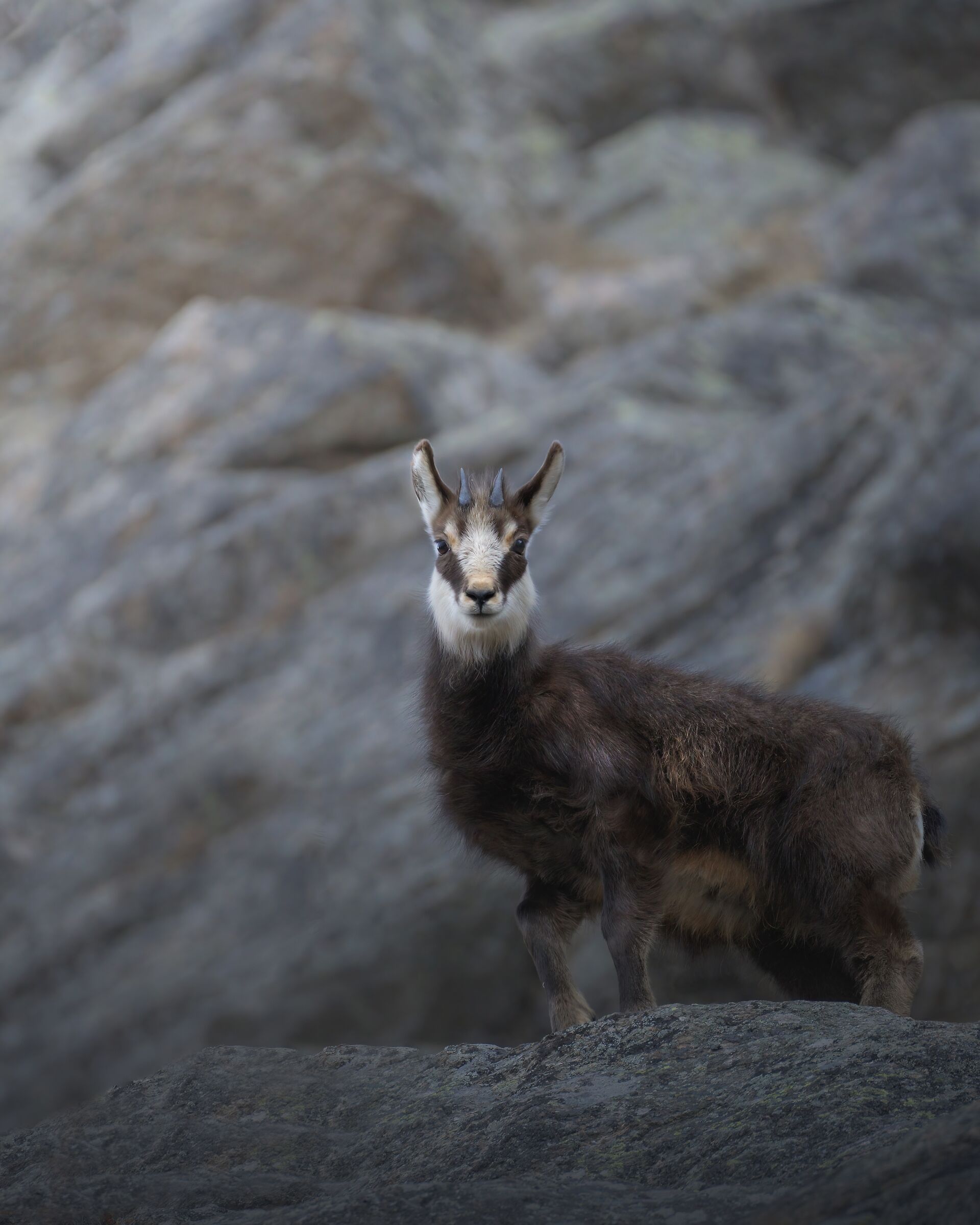chamois