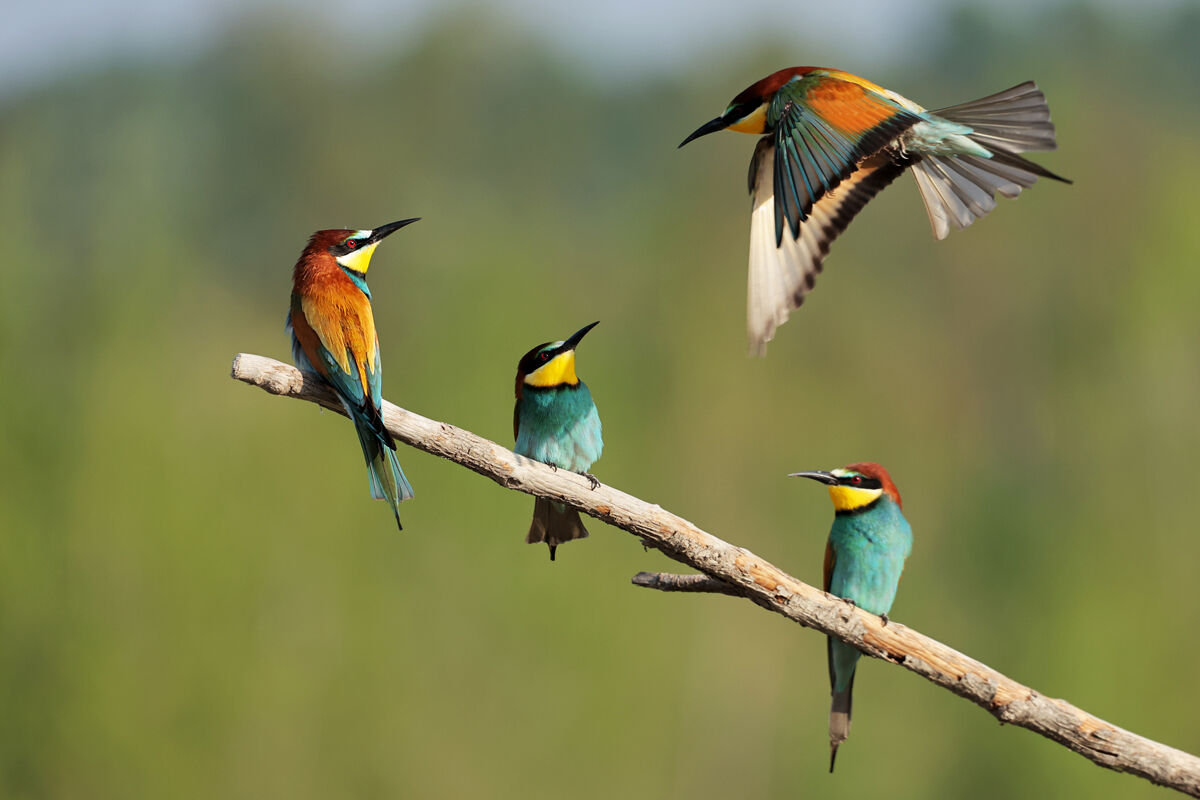 Bee-eaters