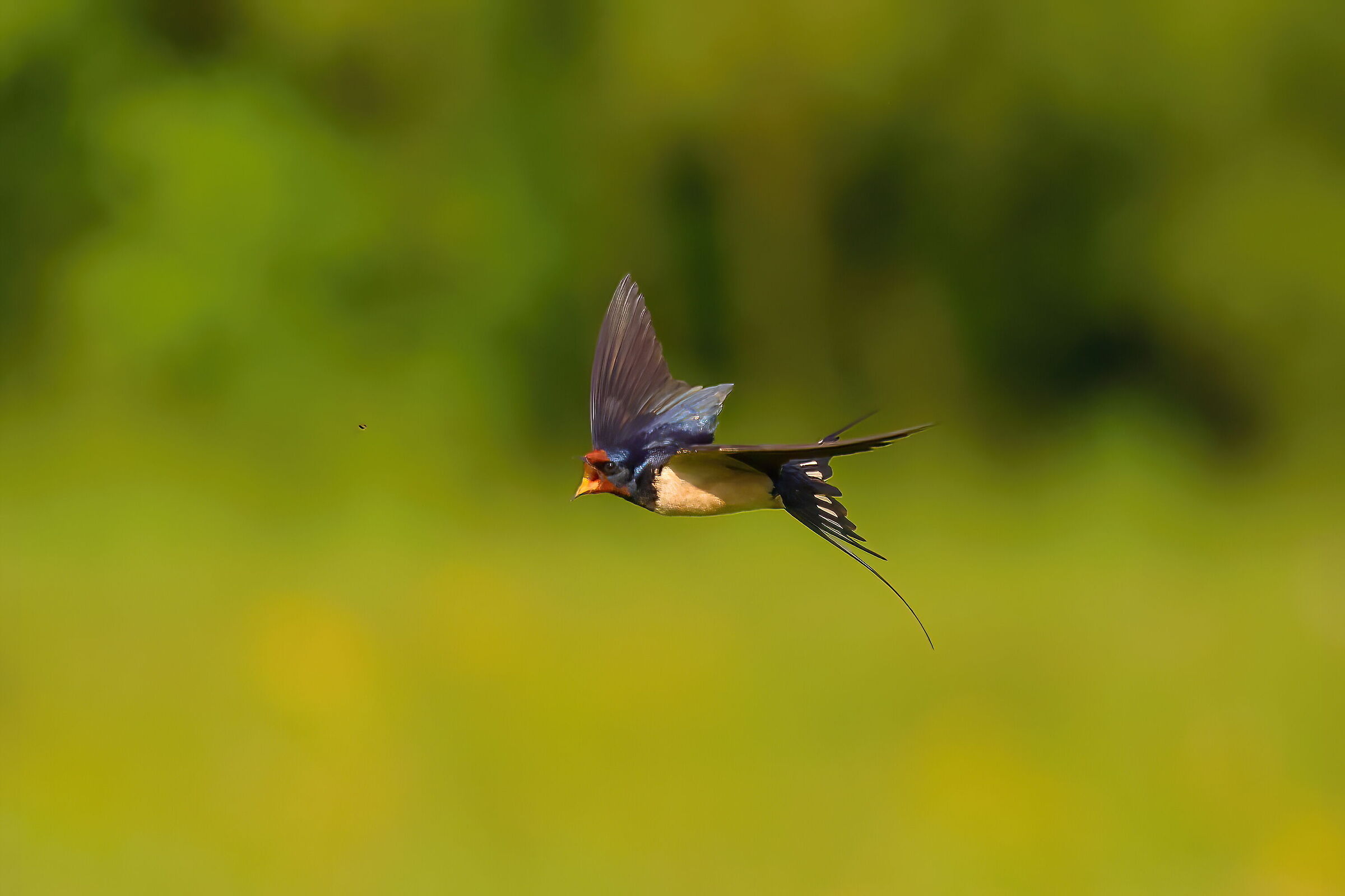 rondine comune con preda