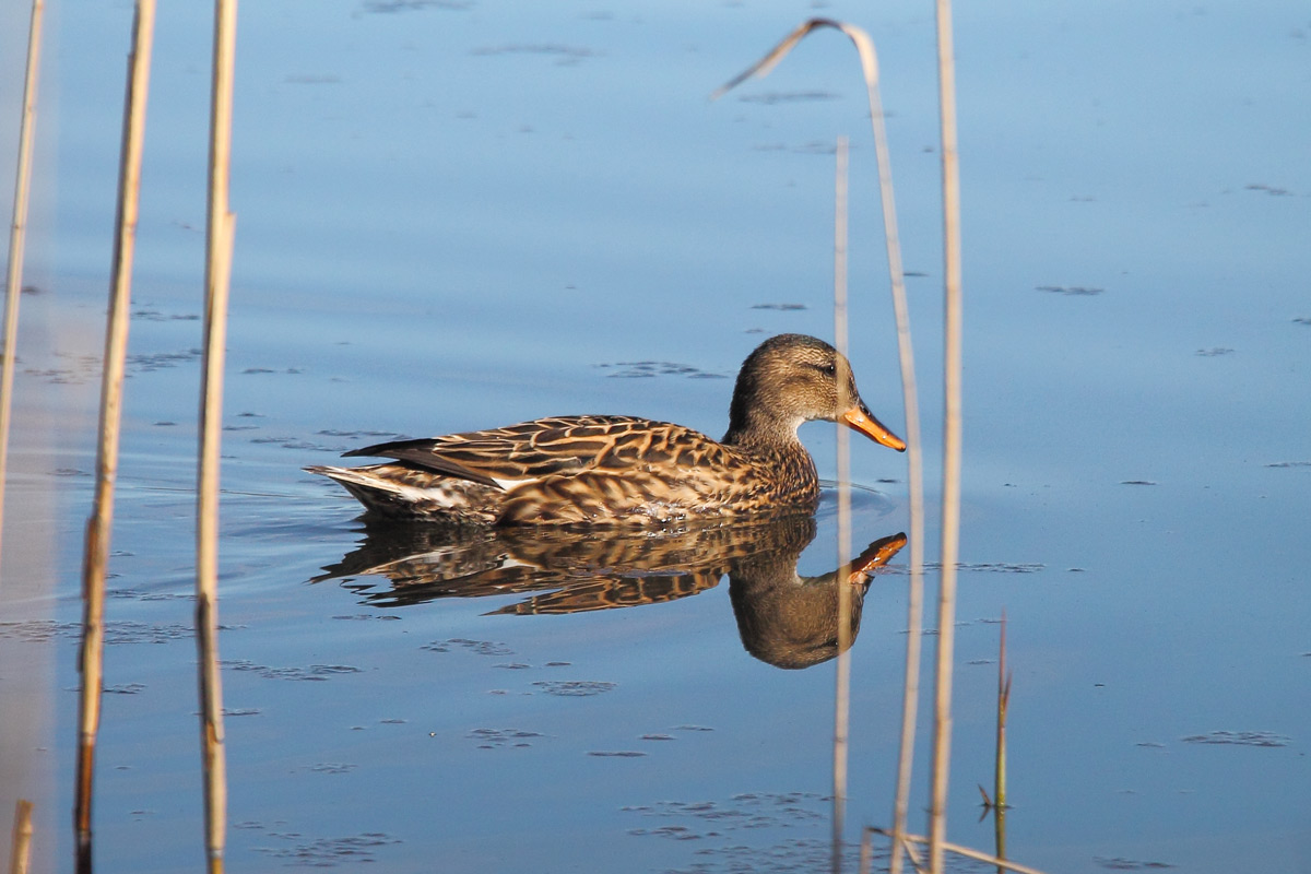 Gadwall