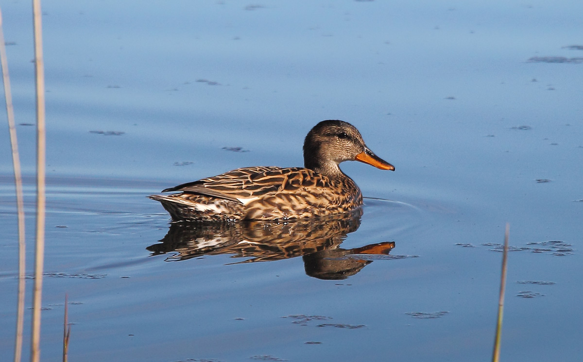 Gadwall