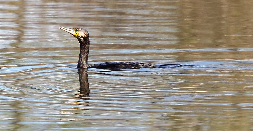 cormorant