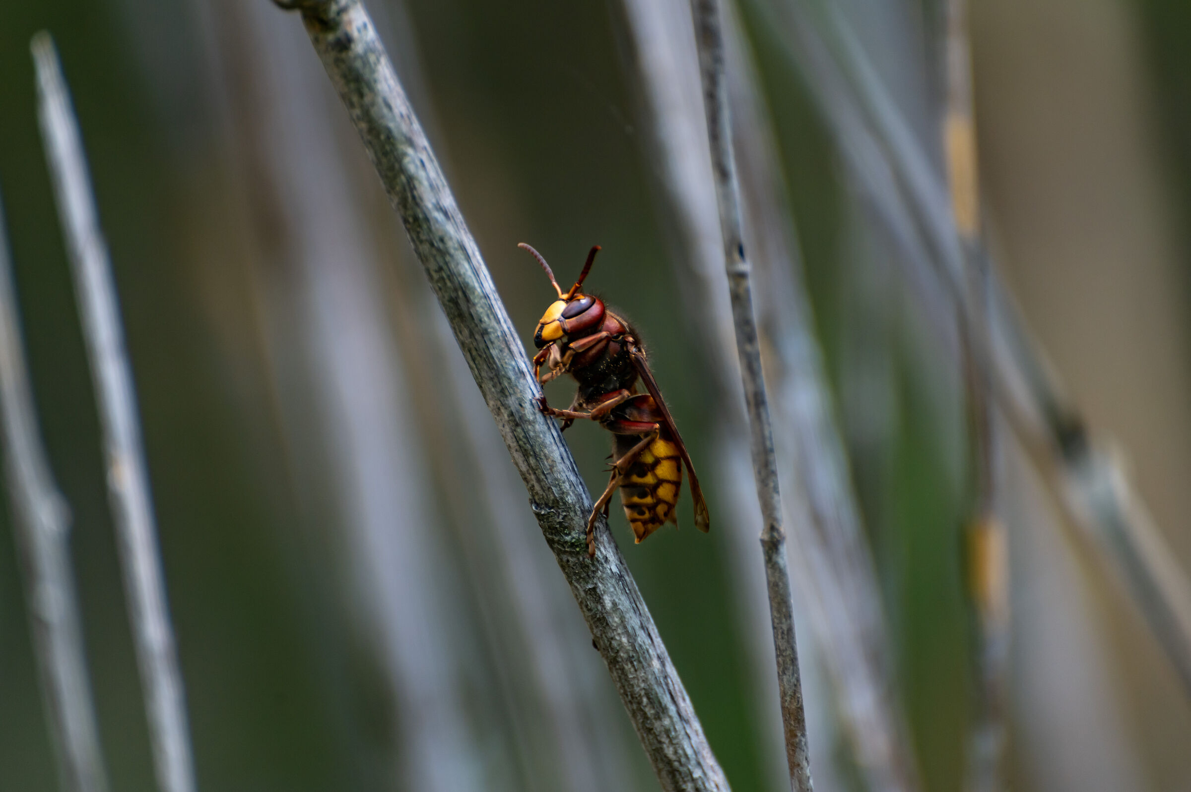 Hornet on launch pad