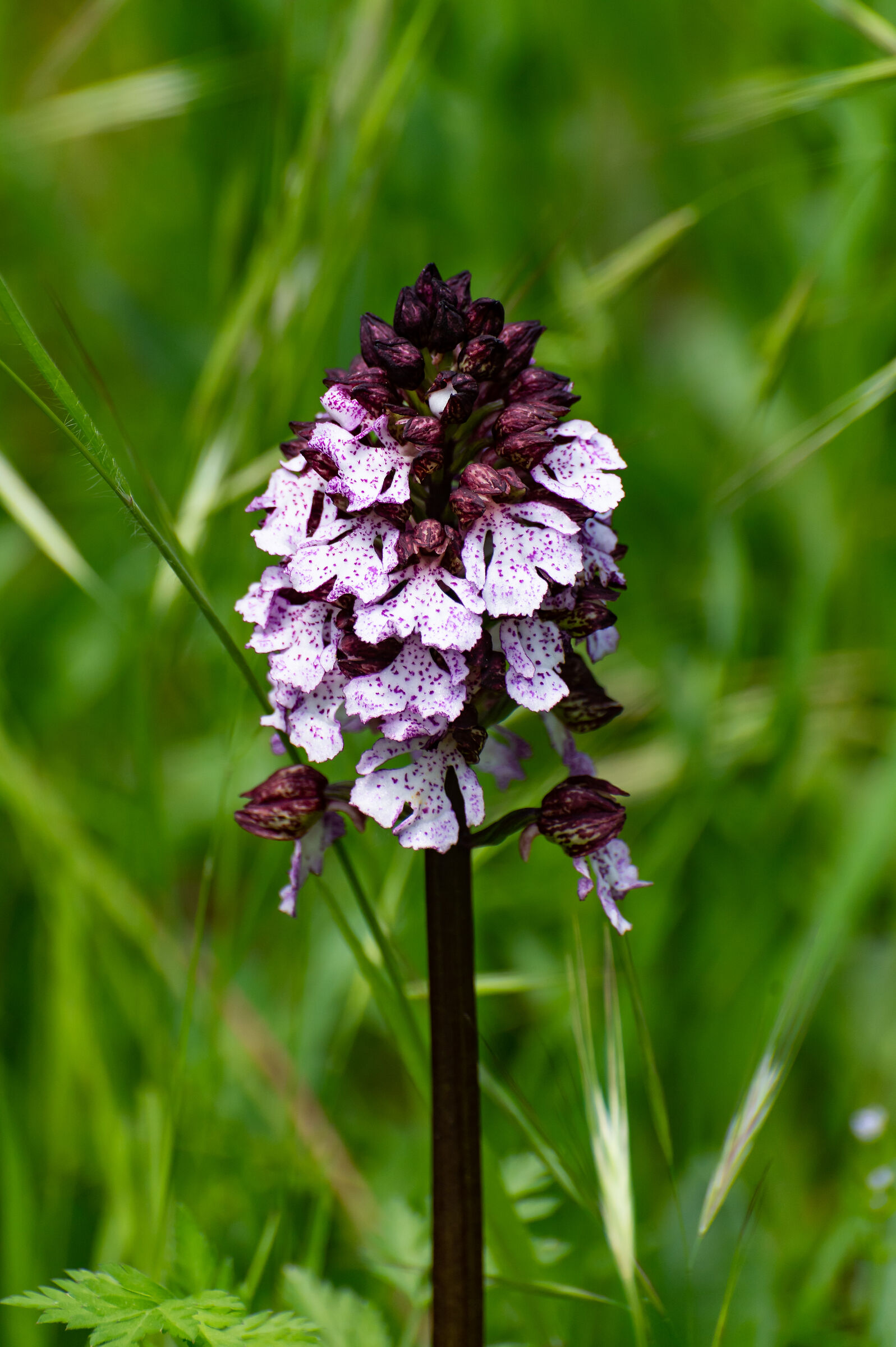 Orchis purpurea