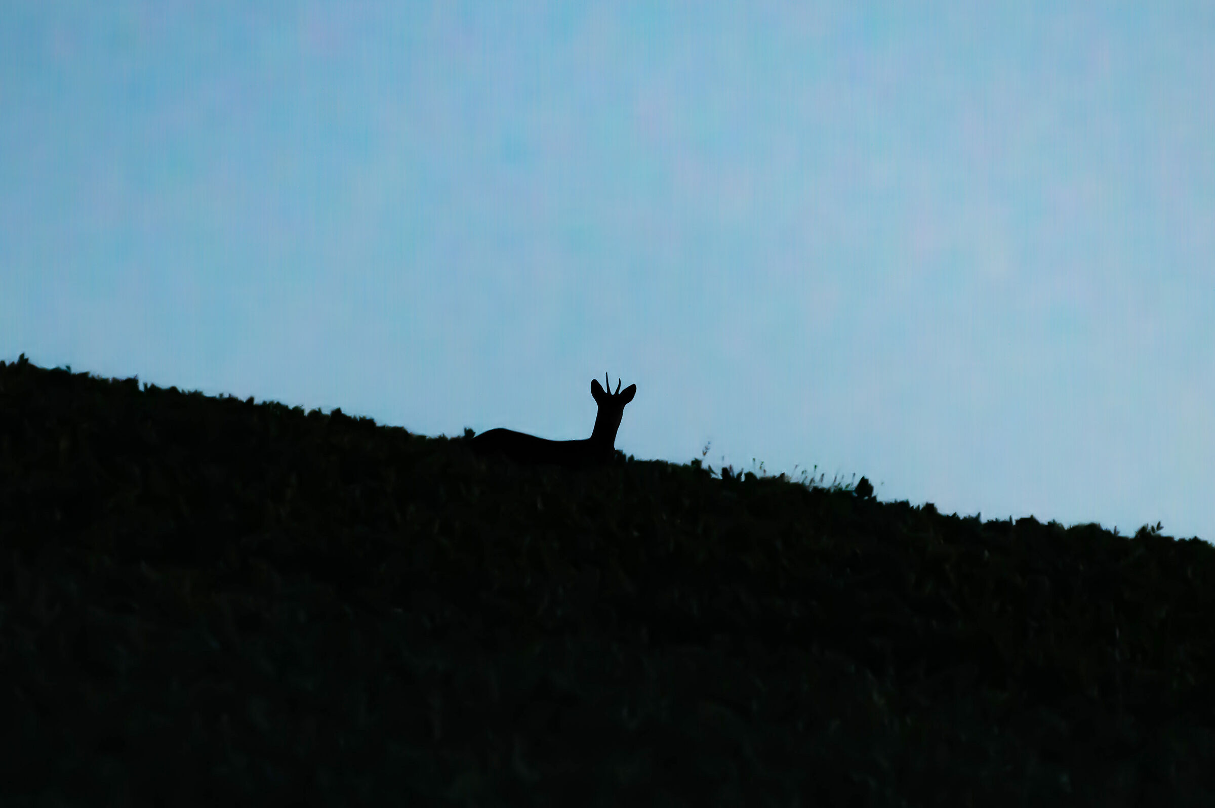 Contrasto di capriolo