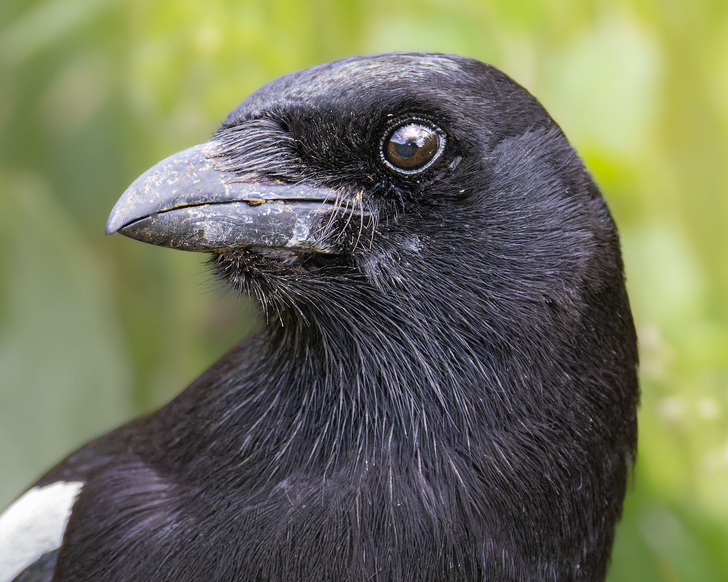 Magpie