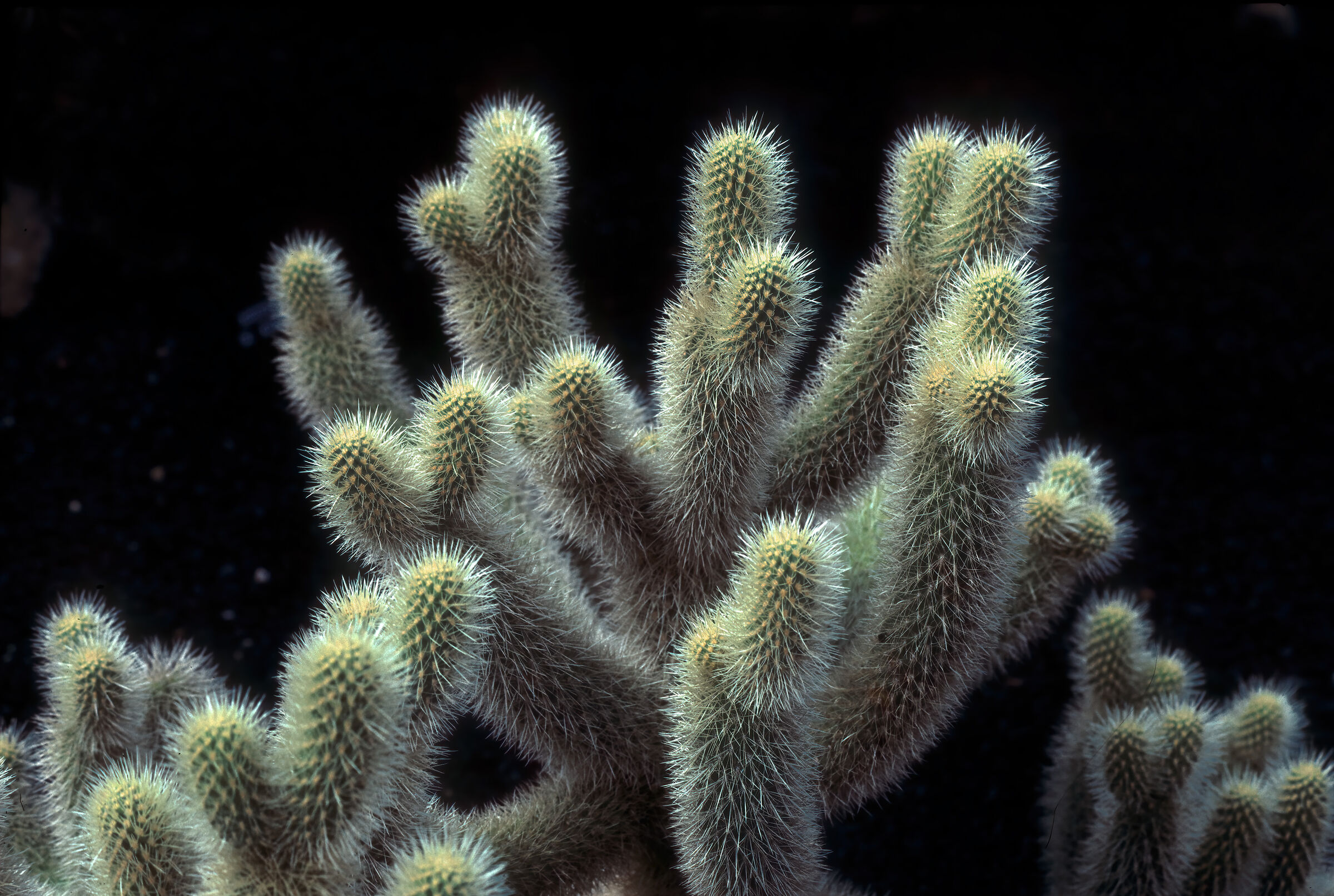 Un affare spinoso...