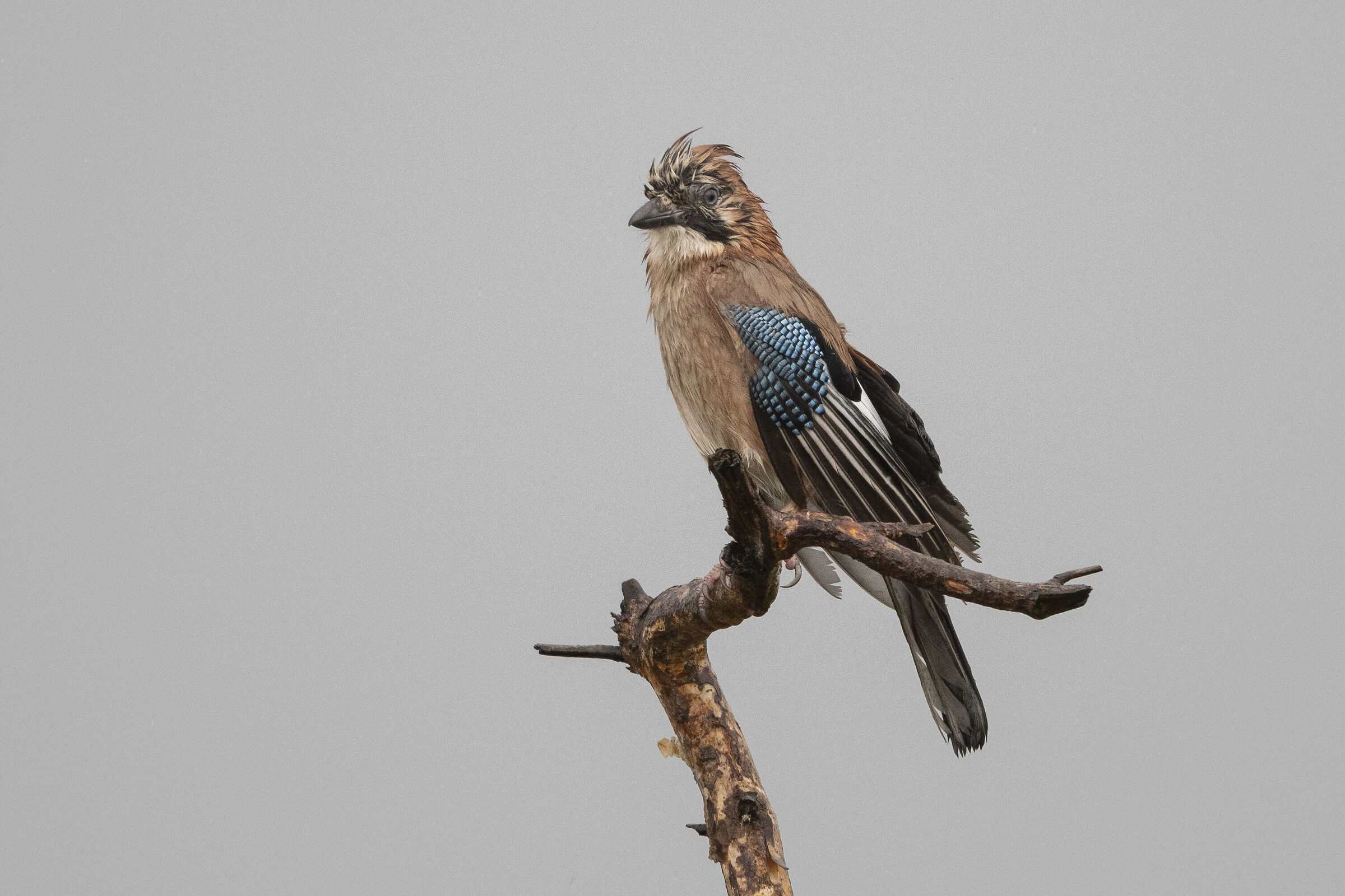 ghiandaia sotto la pioggia
