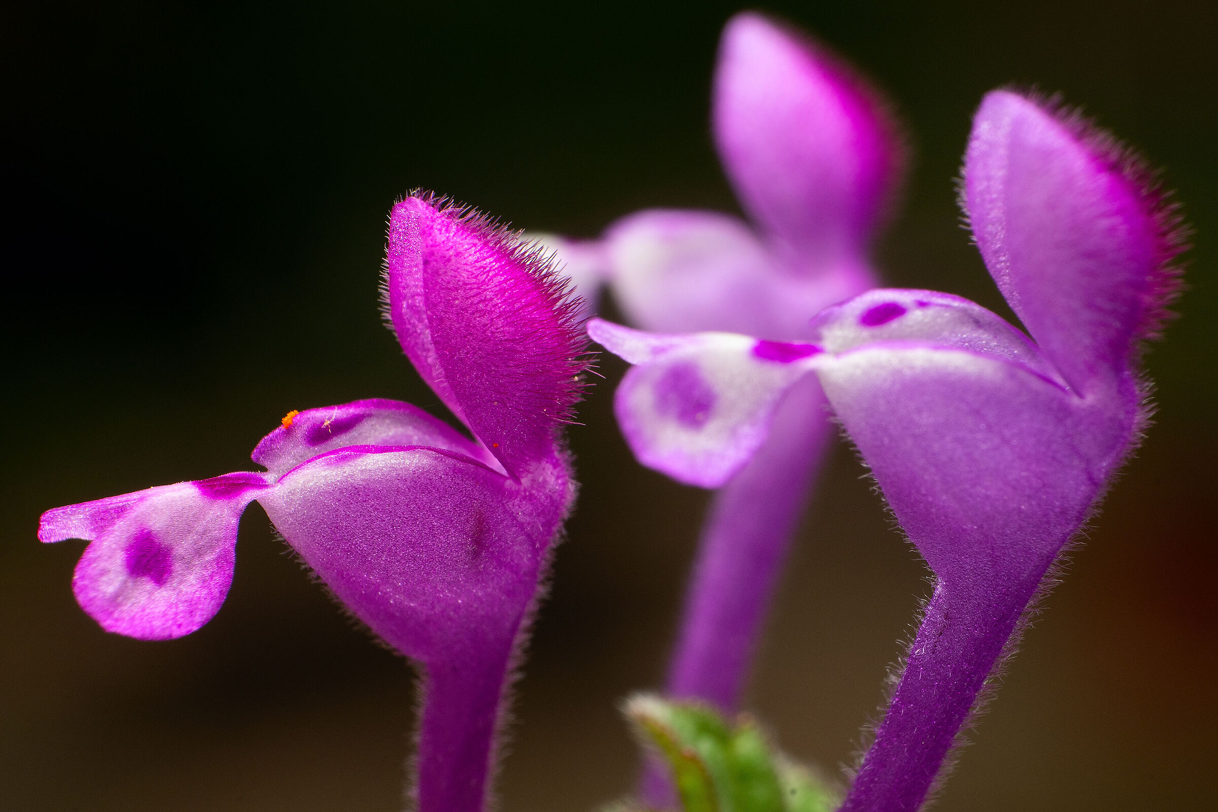 The song of the little wildflowers