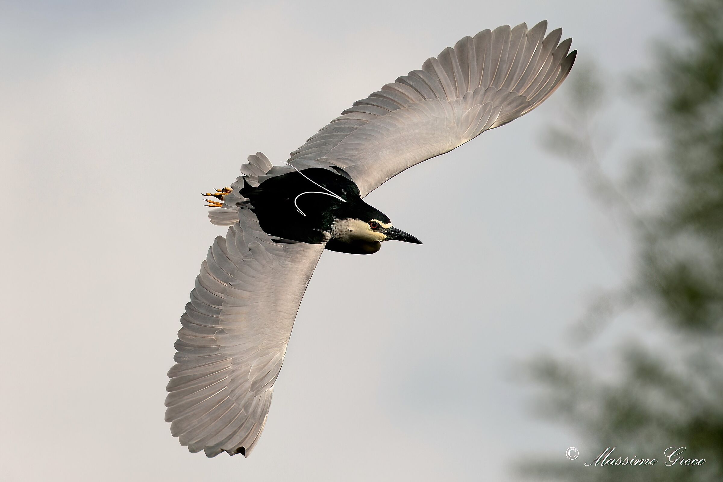 Nitticora (Nycticorax nycticorax)
