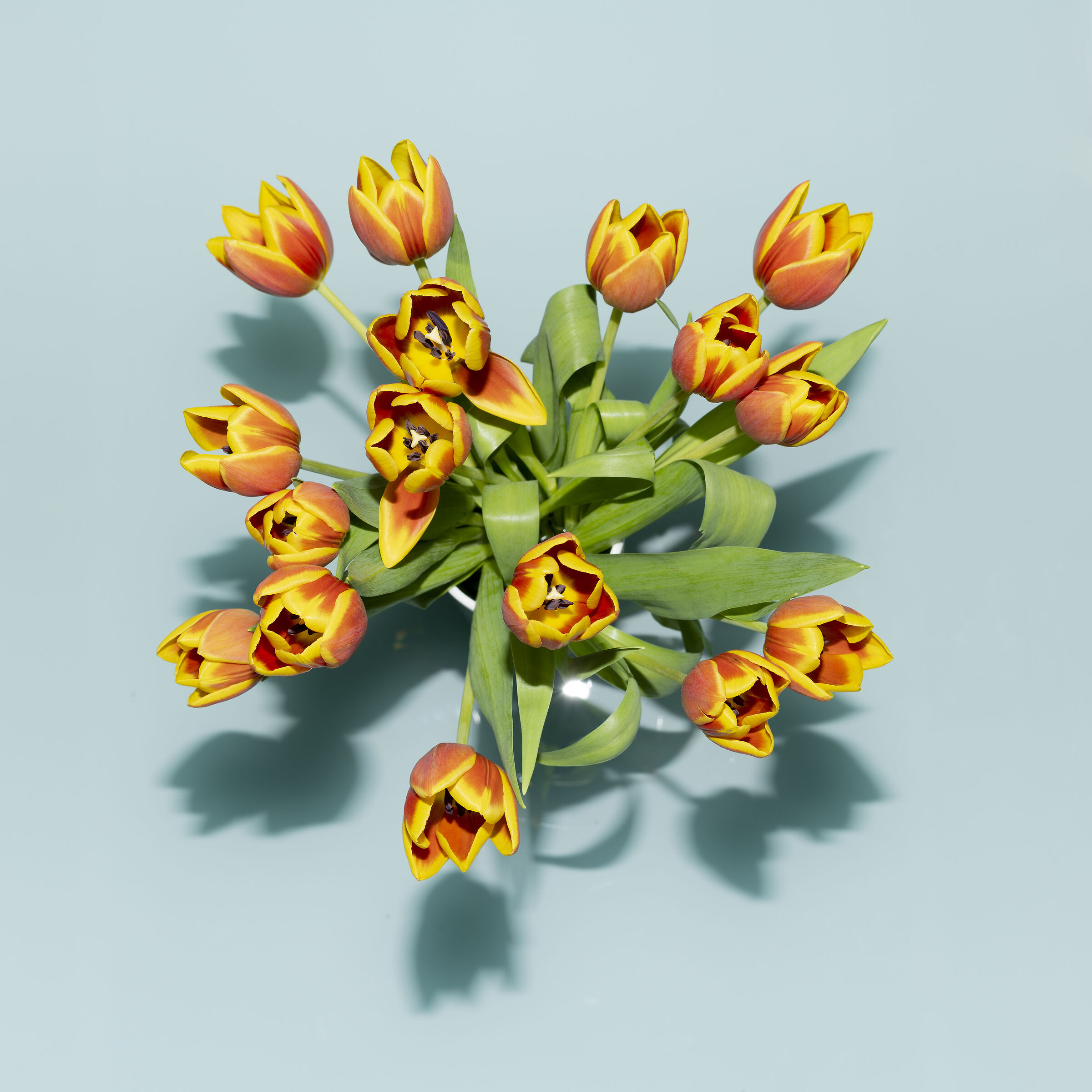 Tulip