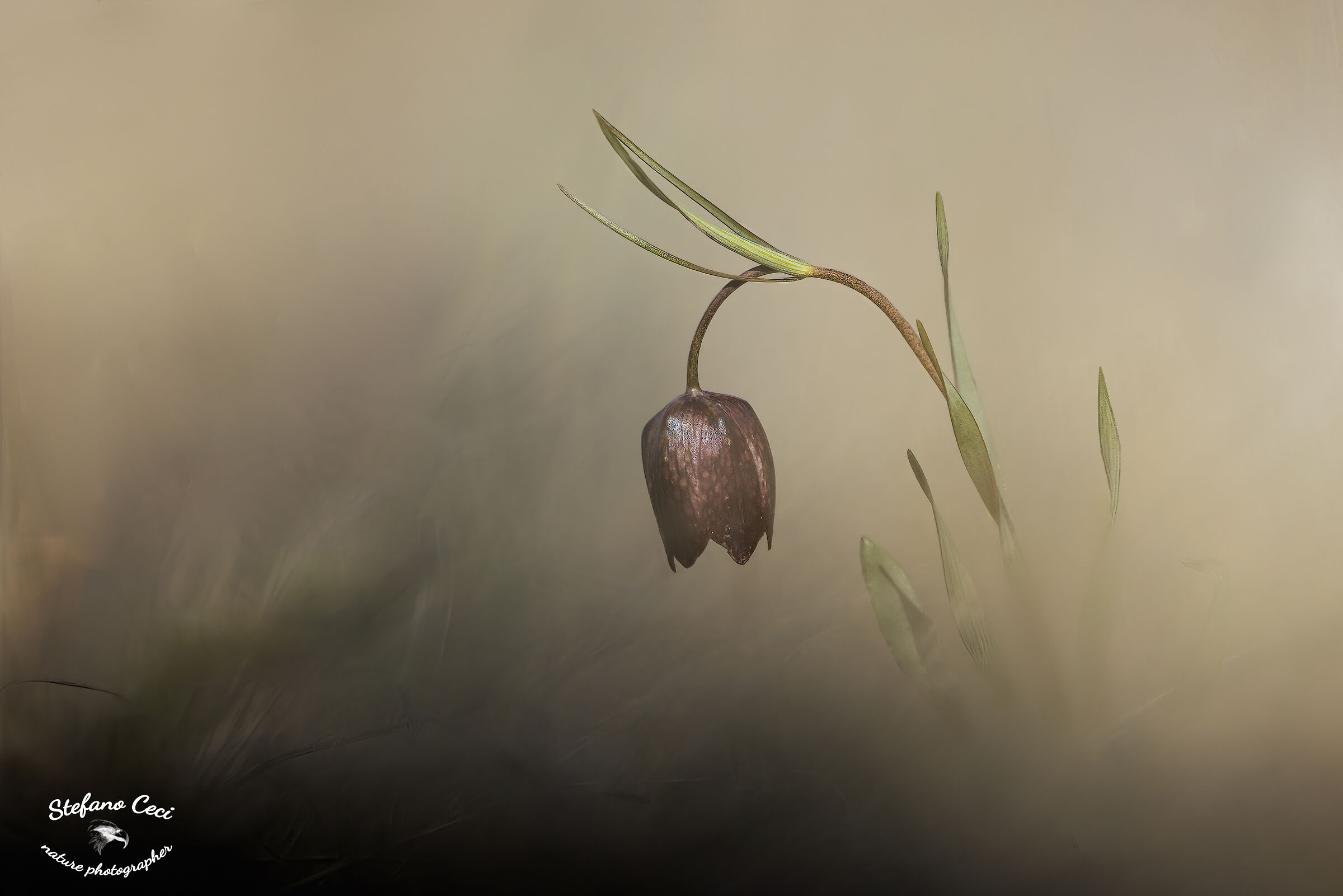 Fritillaria Tenella