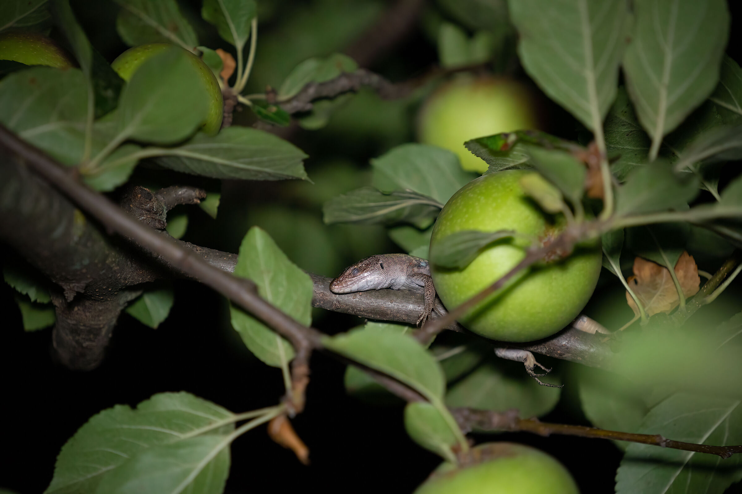 La lucertola sul melo
