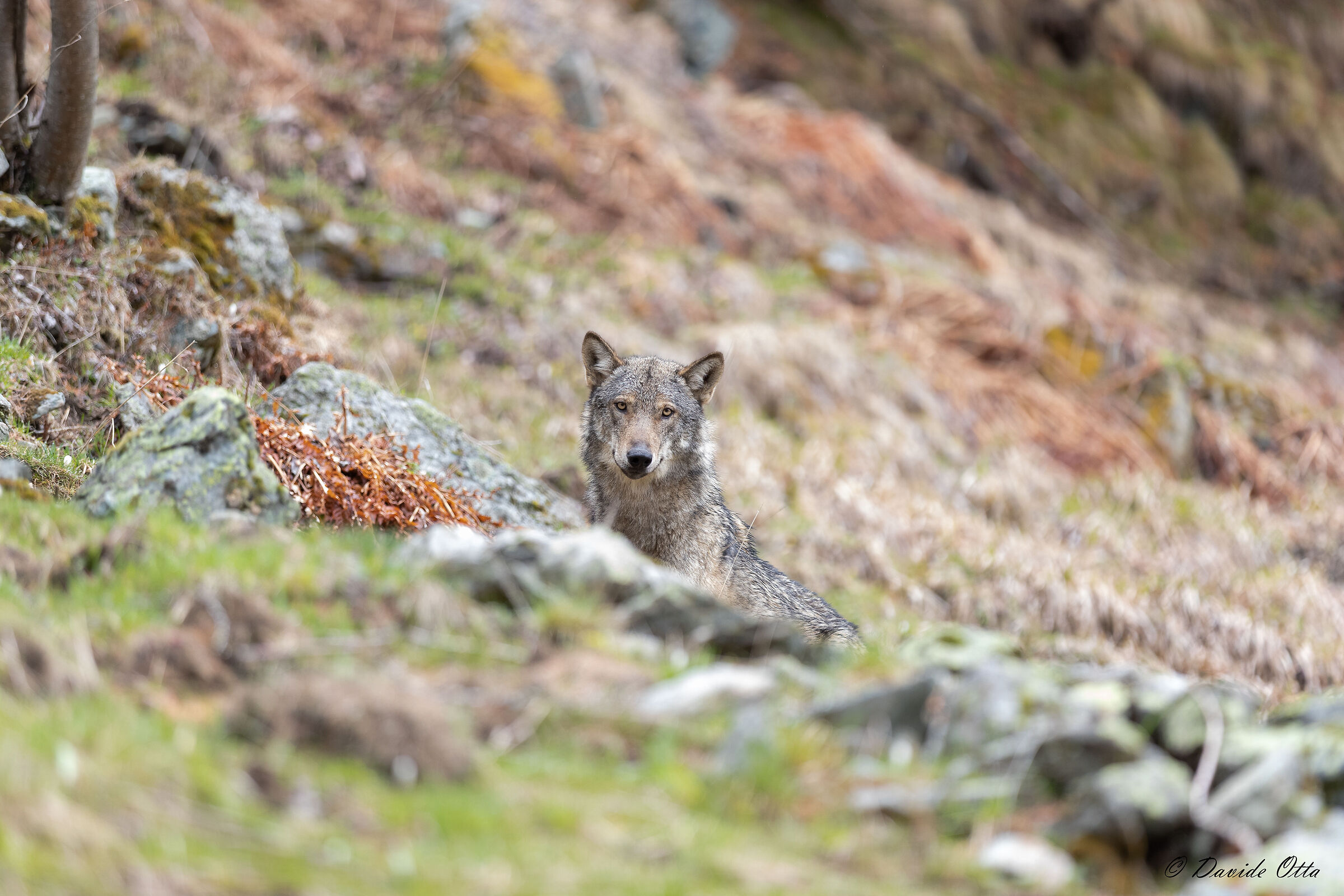 Wolf wild
