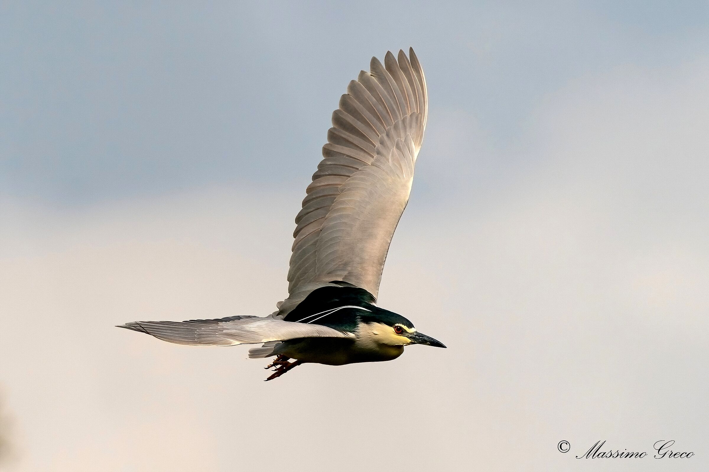 Nitticora (Nycticorax nycticorax )