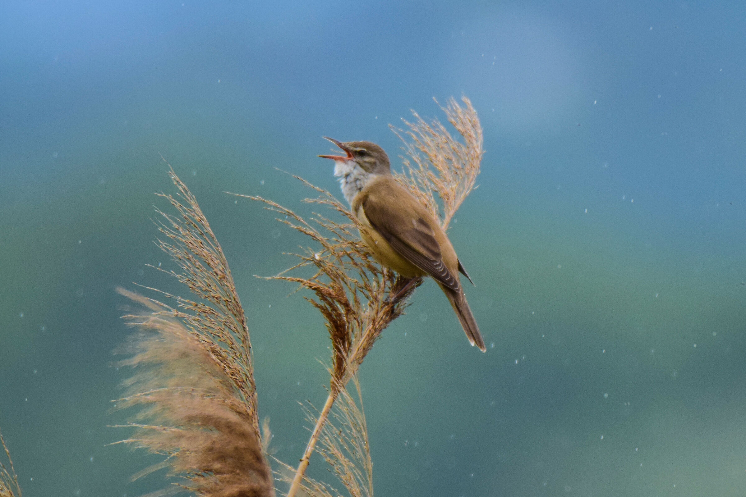 GREAT REED WARBLER