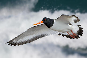 Haematopus ostralegus