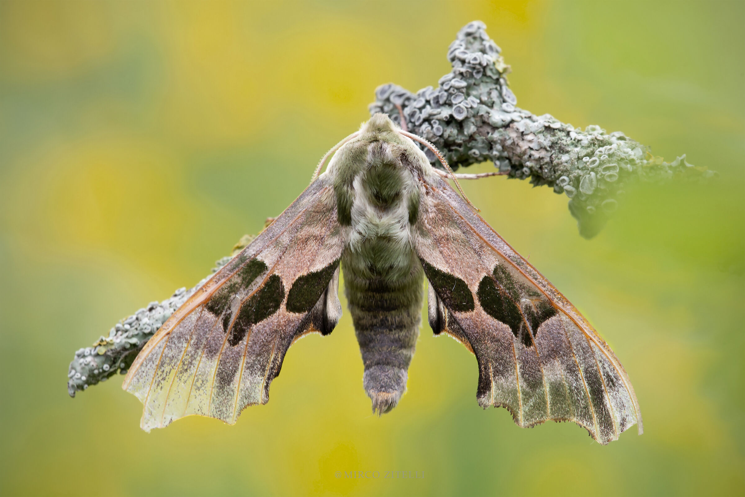 Sfinge del tiglio (Mimas tiliae)