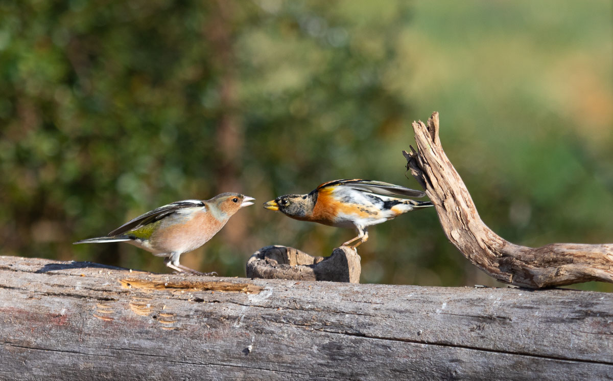 chaffinch vs Peppola (Fringilla montifringilla)