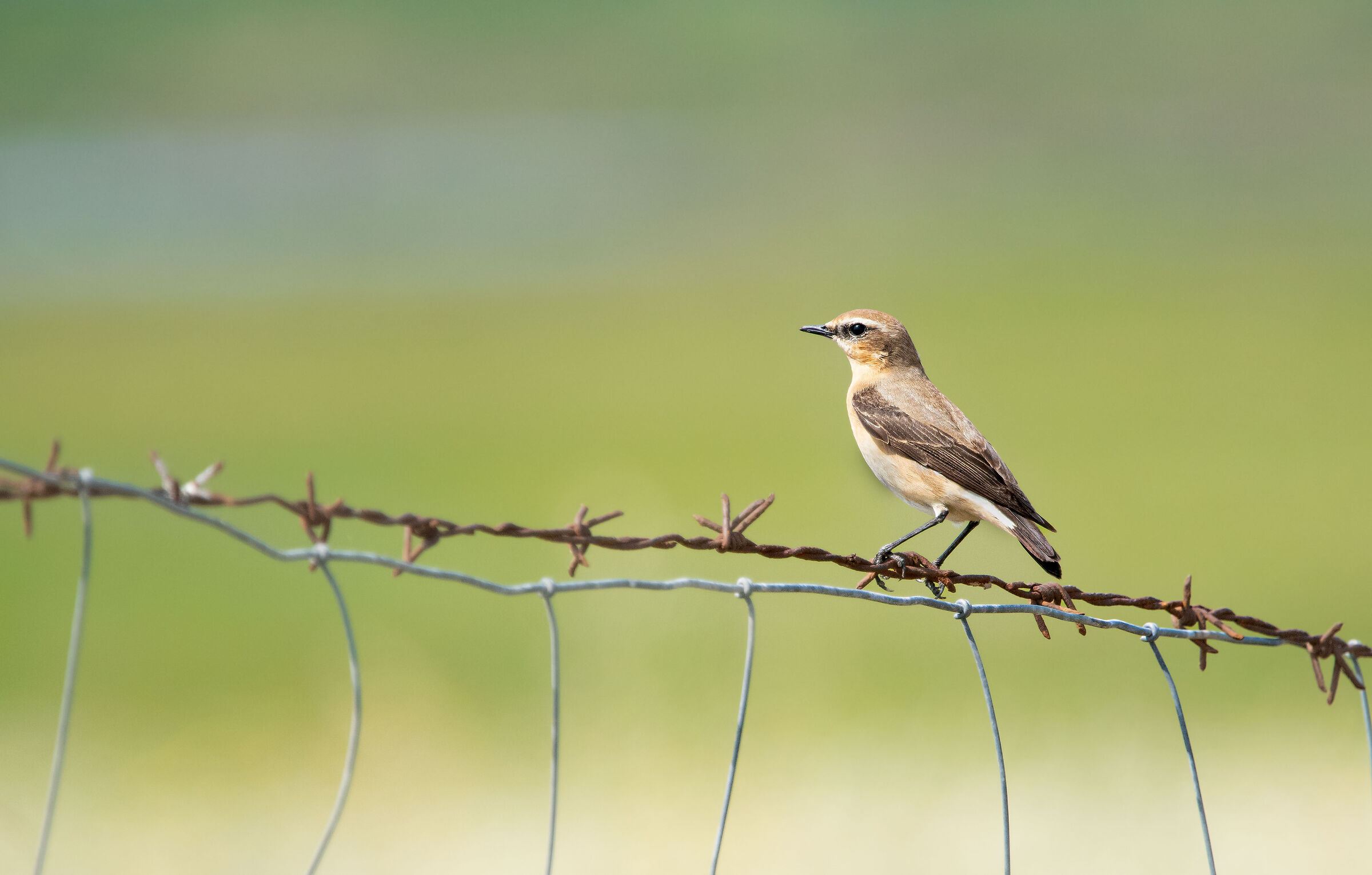 Northern wheatear