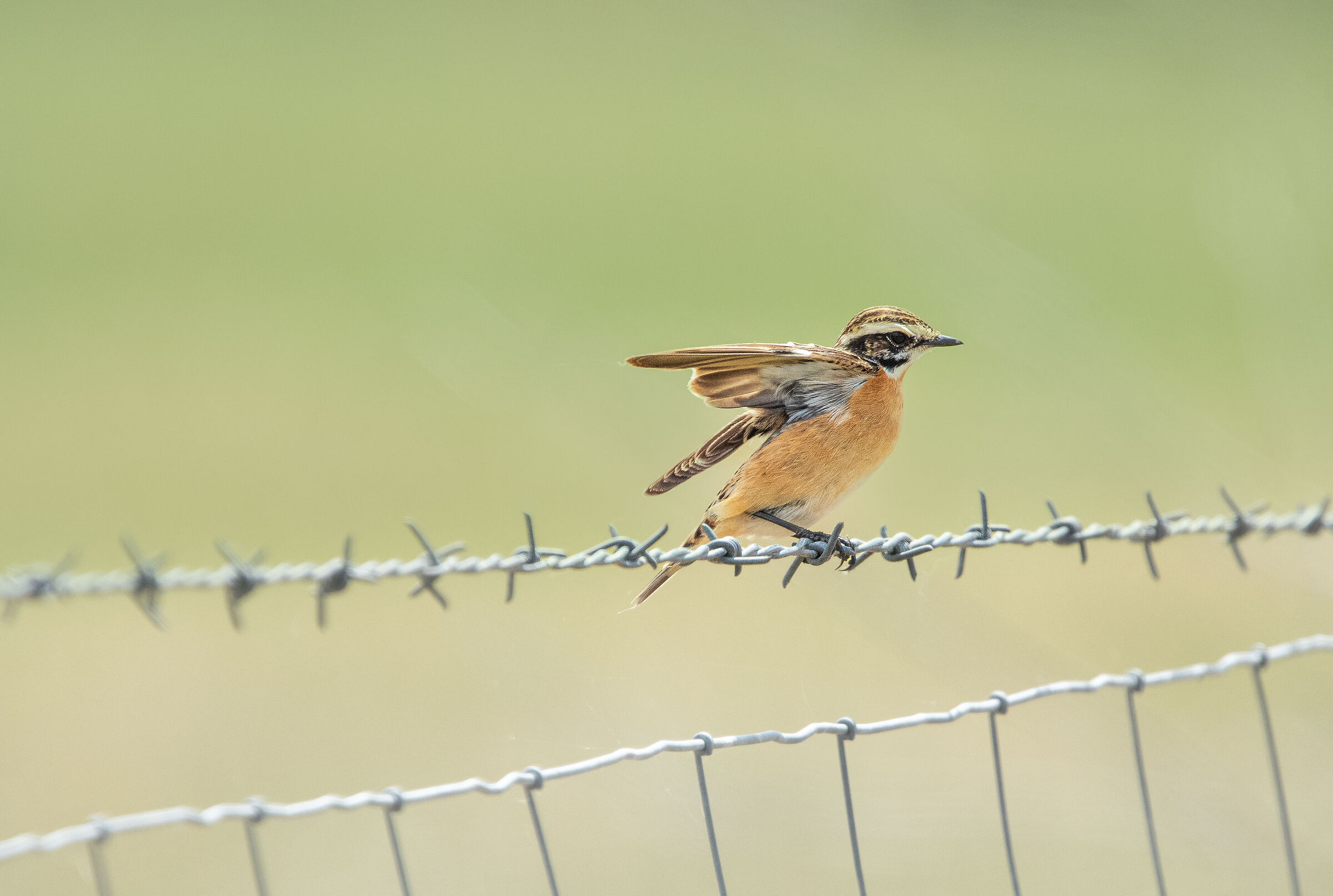 Whinchat