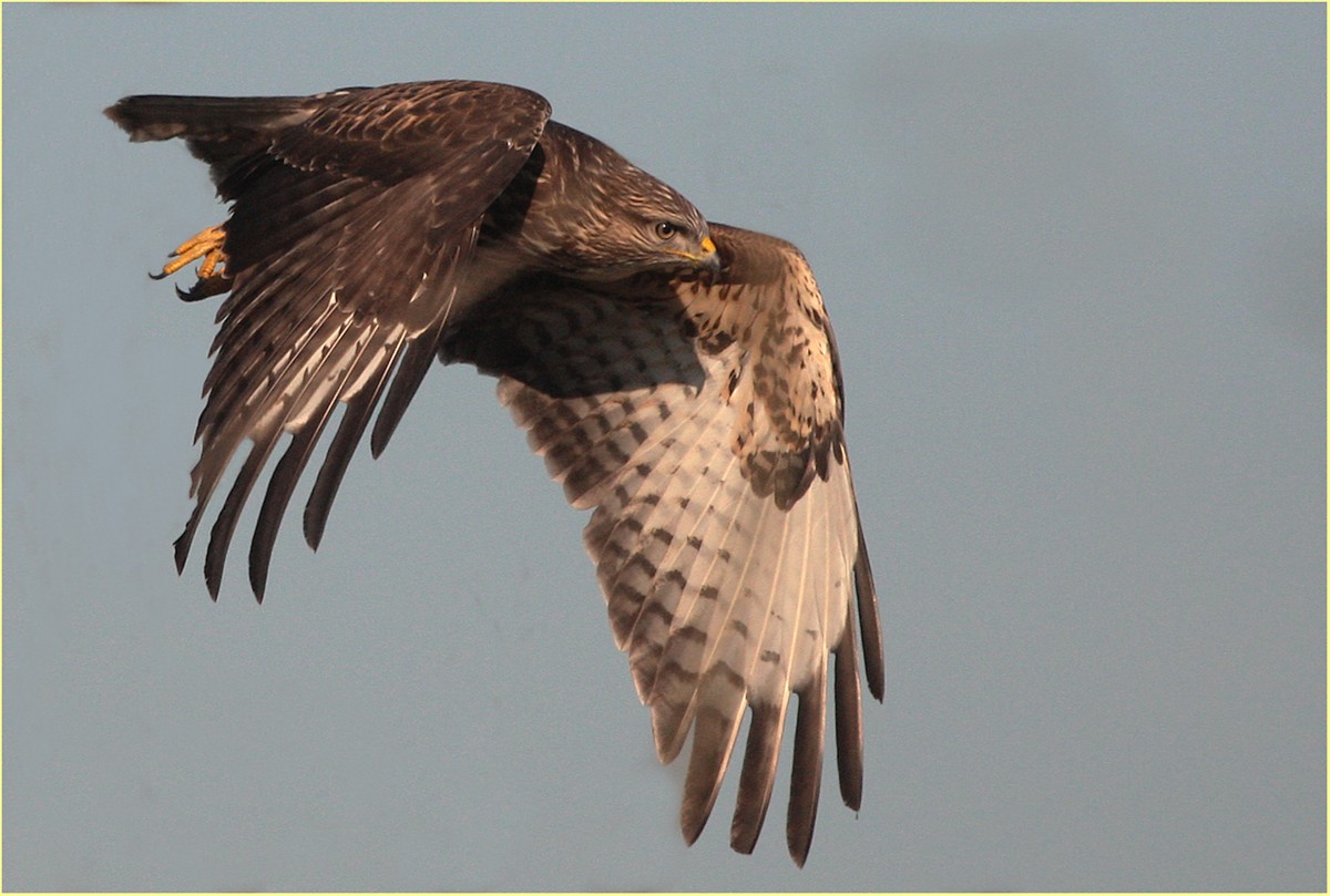 '' Poiana '' ( finalmente una bella giornata...