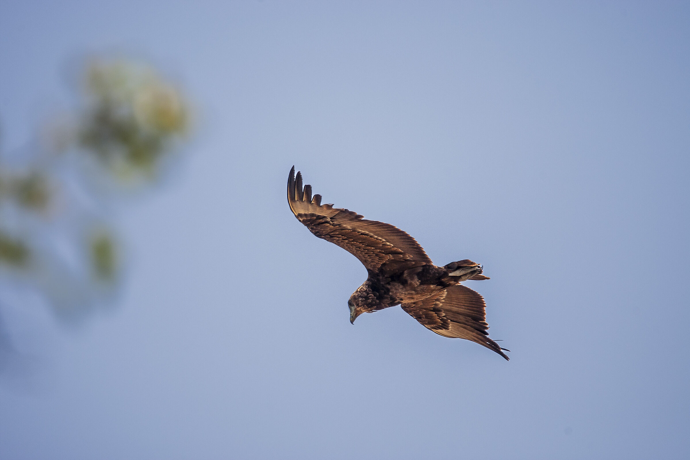Falco