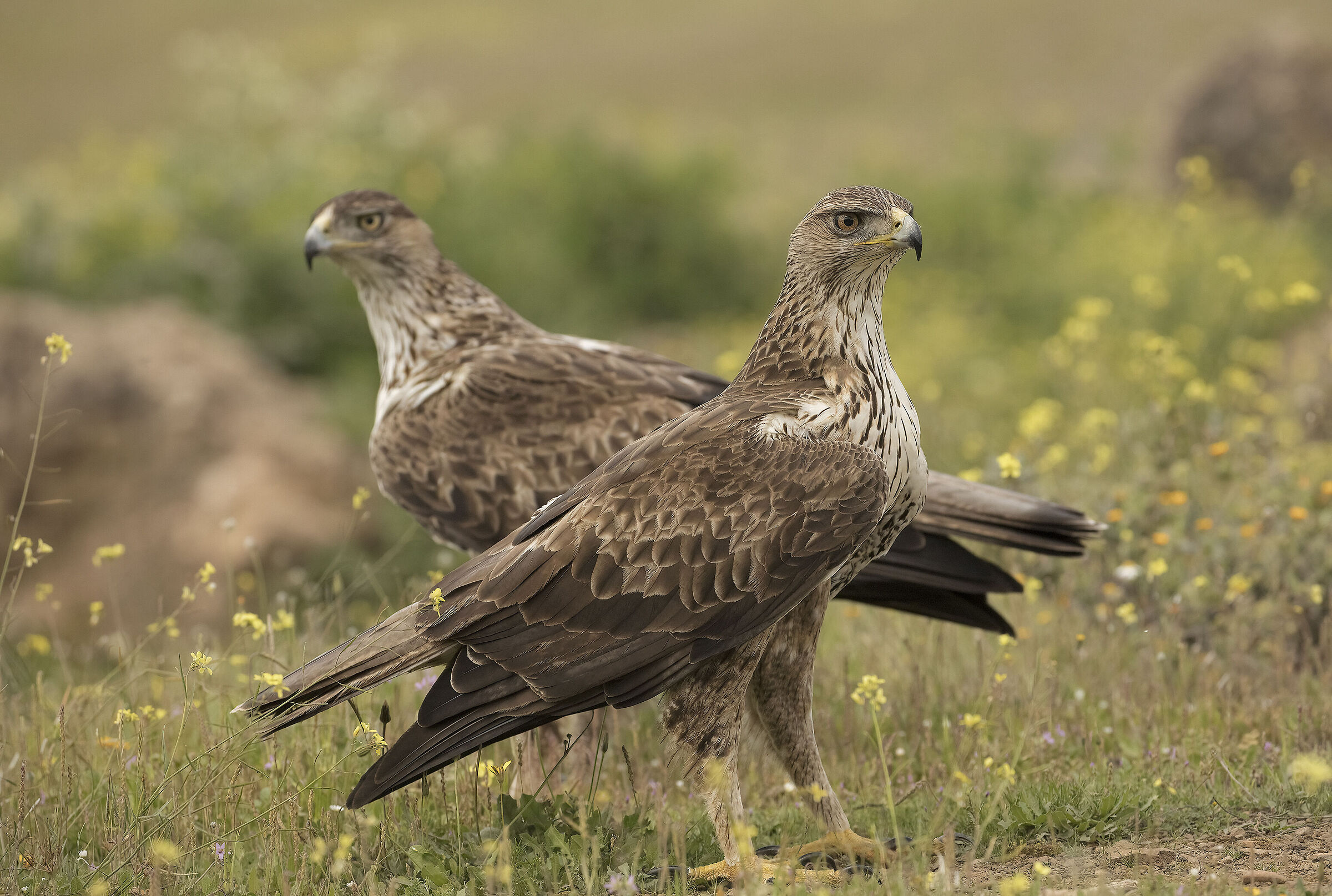 aquila di bonelli.....questa è incredibile