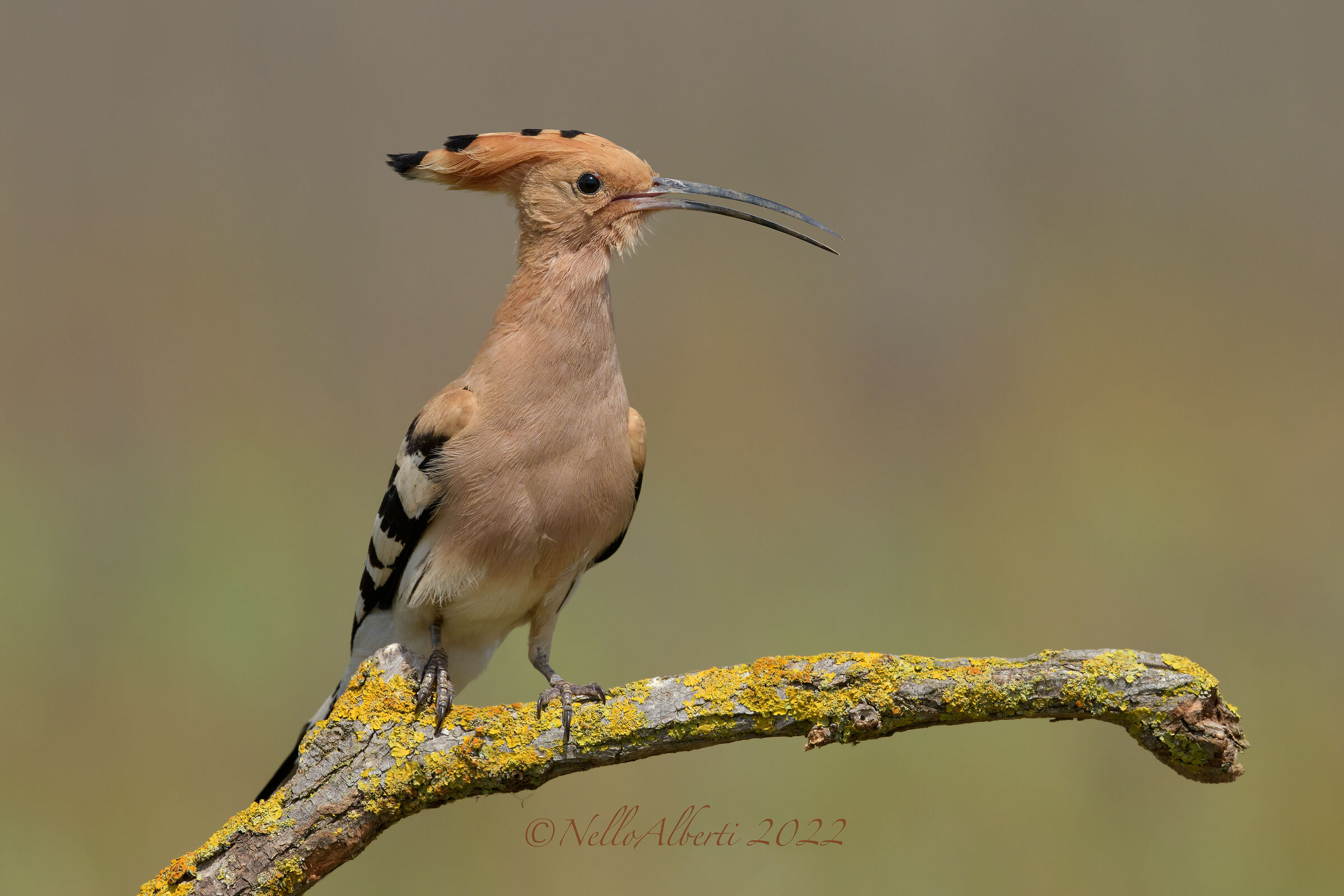 upupa ! 2022 , versione in alta risoluzione