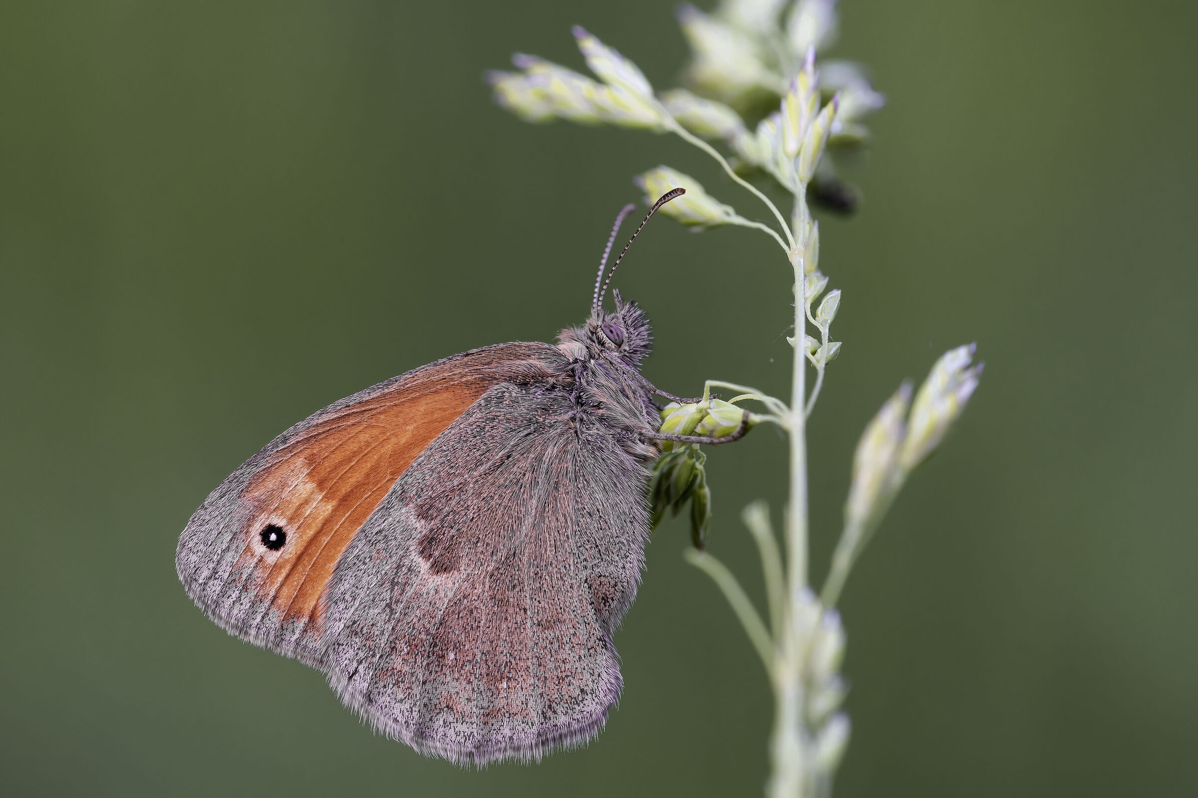 Coenonympha pamphilus