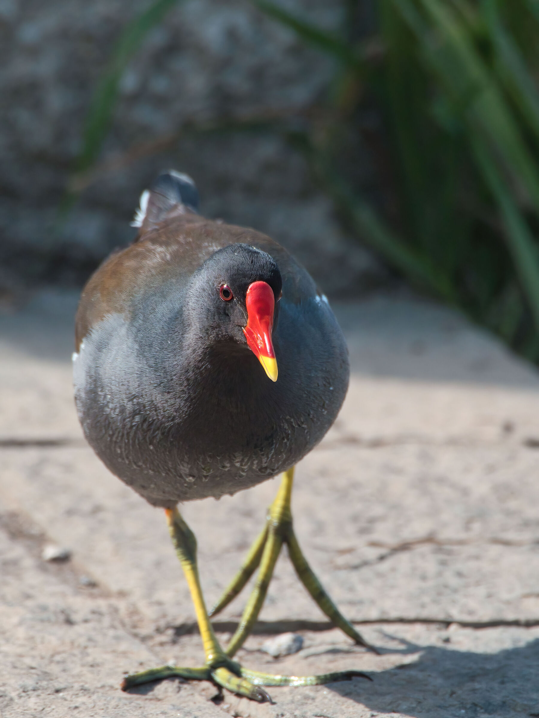 Moorhen
