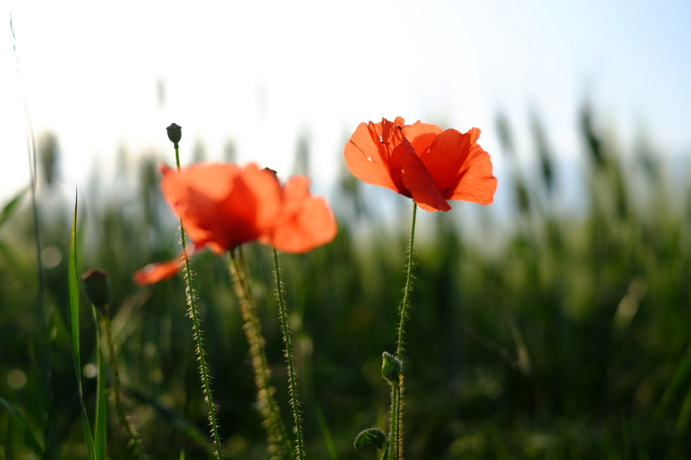 Lo sai che i papaveri...