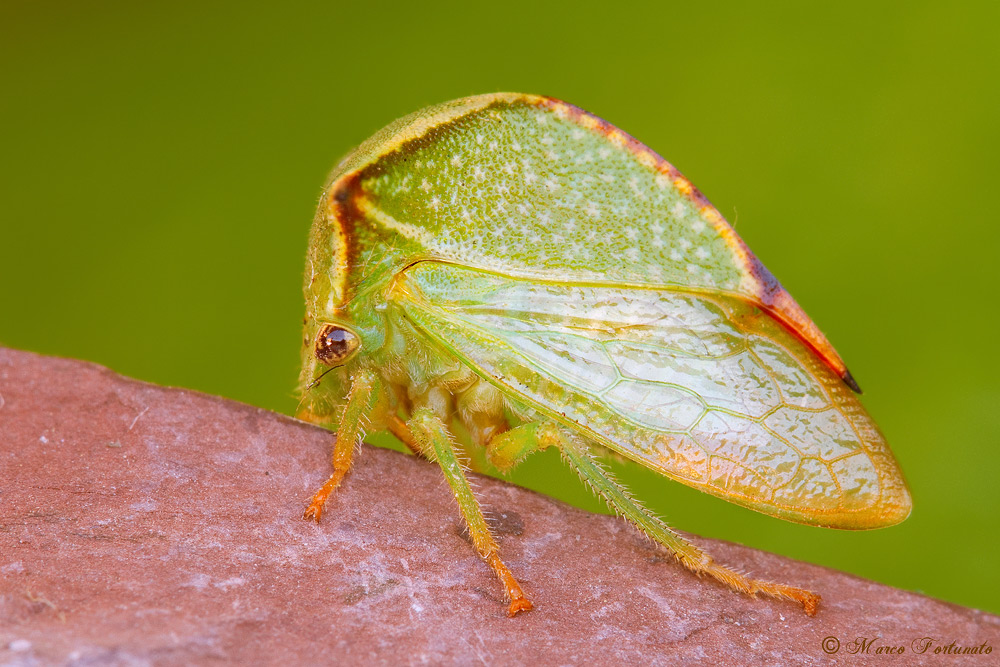Stictocephala bisolnia