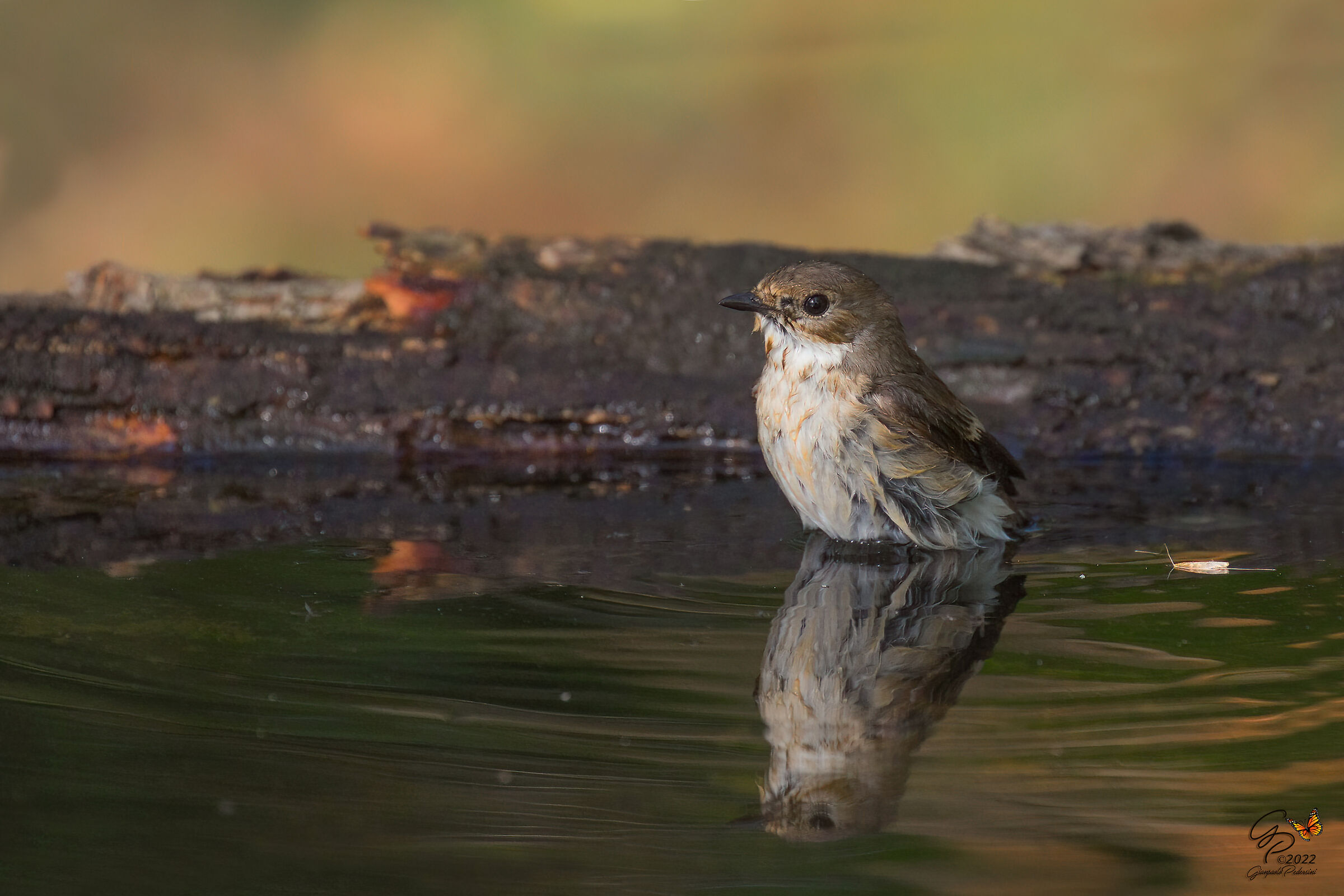 Balia nera  - femmina